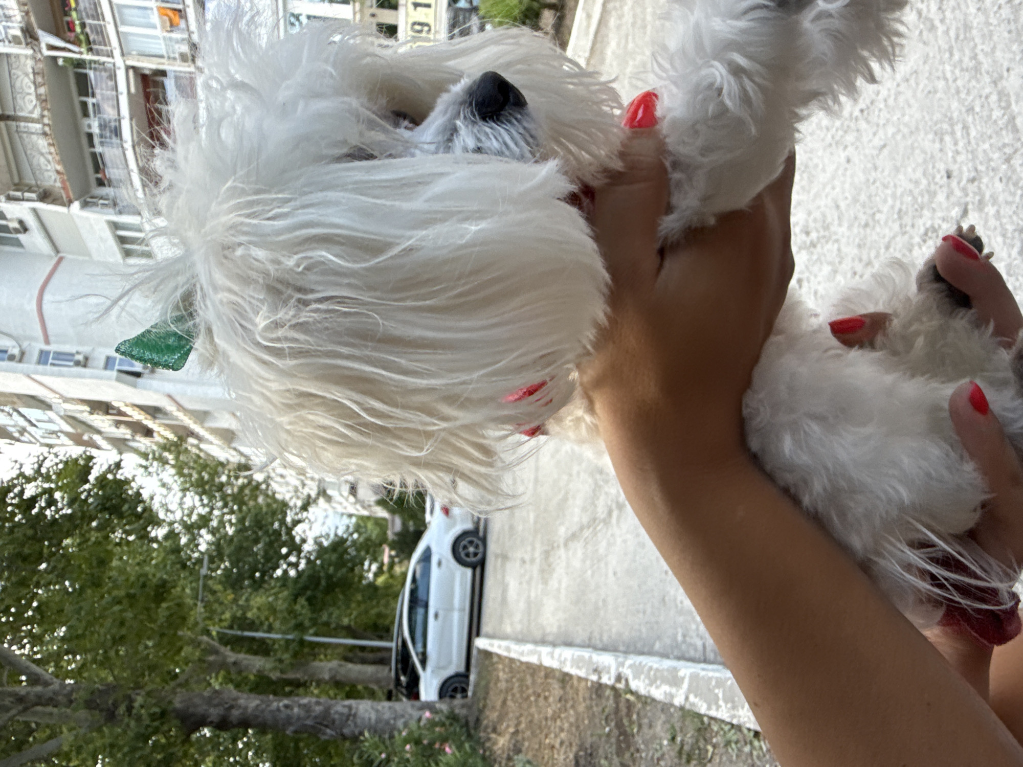A white dog with fluffy fur, wearing a green bow on its head, is held by a person in the city of Partenit, Ukraine. The dog's nails are painted red. In the background, there is a tall, multi-story building and trees. A white car is parked on the side of the road. The scene appears to be outdoors, possibly on a sidewalk or pathway.