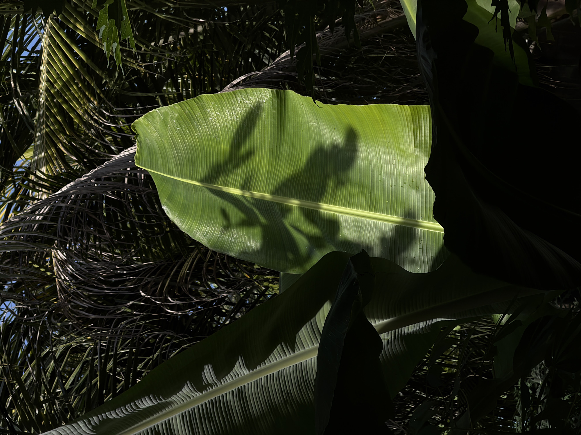 The image depicts a close-up view of lush, green banana leaves against a backdrop of dark, dense foliage and palm fronds. Sunlight streams through the leaves, casting distinct shadows and highlighting the veins and textures of the banana leaves. The overall impression is one of a vibrant, tropical environment, possibly a garden or a forest, in Mengwi, Indonesia. No people or specific actions are visible.