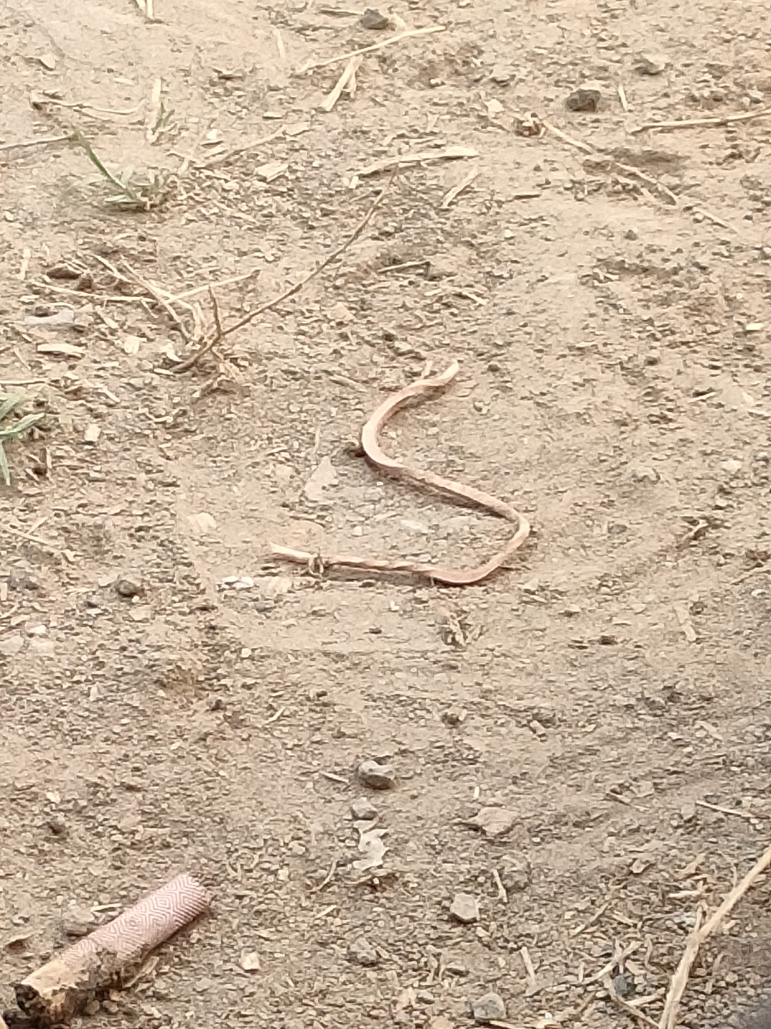 A dead, tan, thin snake is coiled in a S-shape on dry, dusty ground. The snake is approximately 6-8 inches long. In the foreground to the left, a used cigarette butt with a pink and white patterned filter is visible. The surrounding environment appears to be a dry, outdoor area with sparse dry grass and small stones. The scene is situated in Banguntapan, Indonesia.