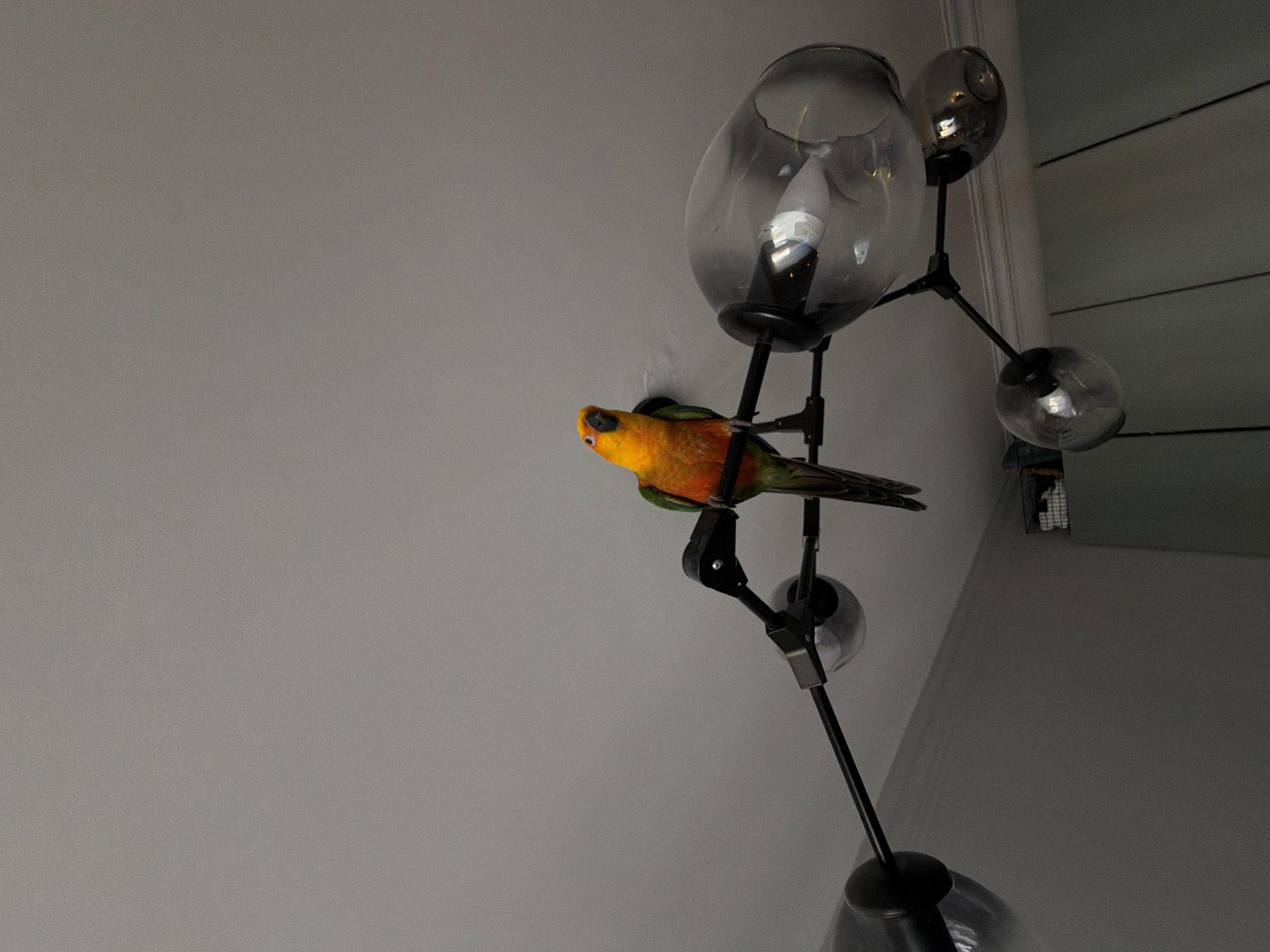 An orange and green parrot is perched on a black multi-arm chandelier against a gray ceiling. The chandelier has several clear glass globes. The image appears to be taken indoors, possibly in a residential setting in the city of Khimki, Russia. There are no people visible in the image.