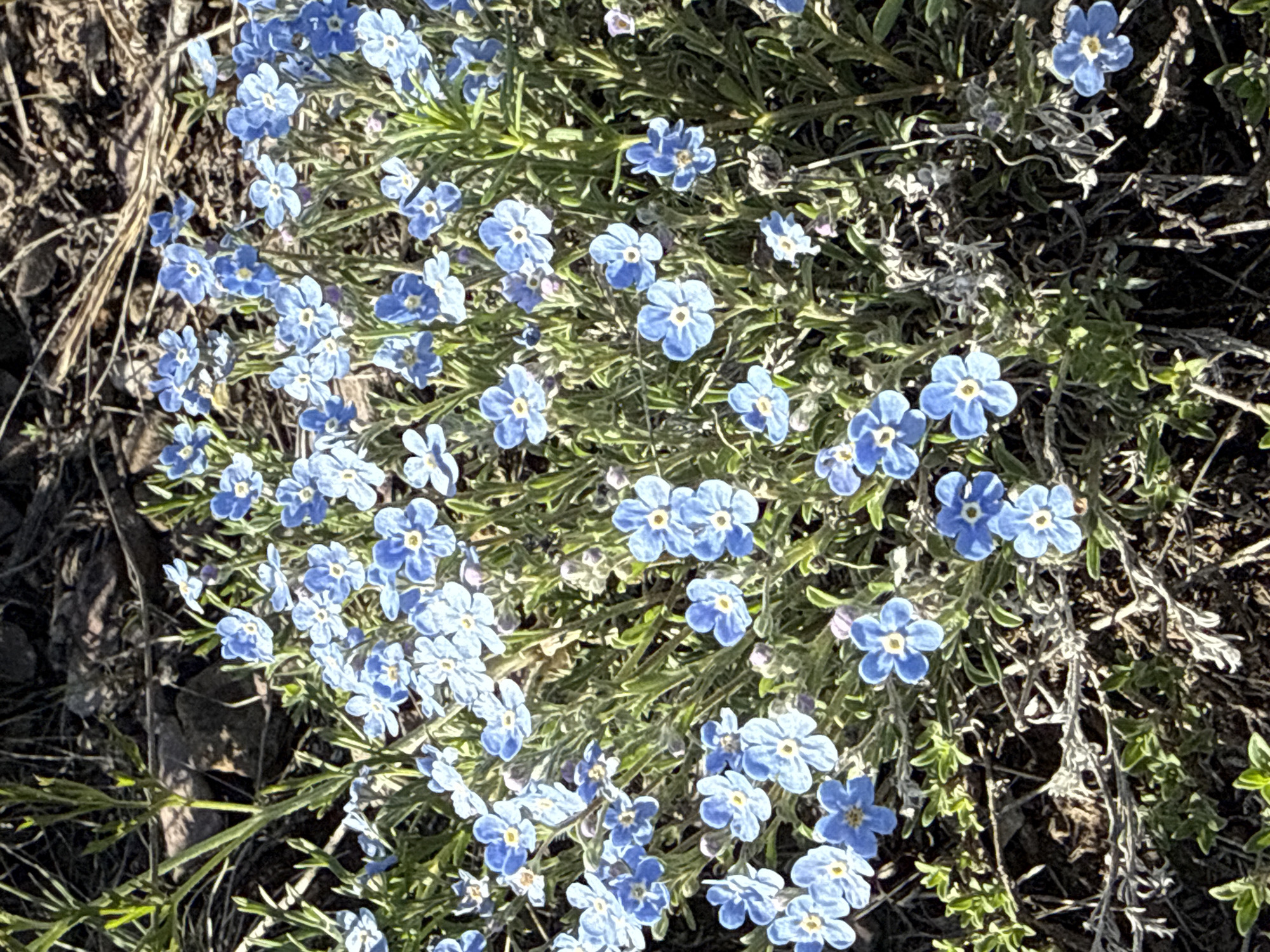 This close-up image captures a vibrant patch of small, five-petaled blue flowers with yellow or white centers, blooming densely amidst green foliage. The flowers, resembling forget-me-nots, are clustered together, creating a rich tapestry of blue and green. Slender, light green leaves and stems are visible, some appearing somewhat dusty or hairy, indicating natural growth.
The ground beneath and around the plants consists of dark, earthy tones, with visible soil, dry leaves, and thin twigs, suggesting an outdoor, natural environment. Bright natural sunlight illuminates the scene from above, highlighting the delicate petals and foliage and casting soft shadows on the ground, indicating a sunny day. There are no people, objects, or text visible in the frame. The scene portrays a serene moment of nature thriving in daylight, located in what is contextually provided as Ust-Abakan, Russia.