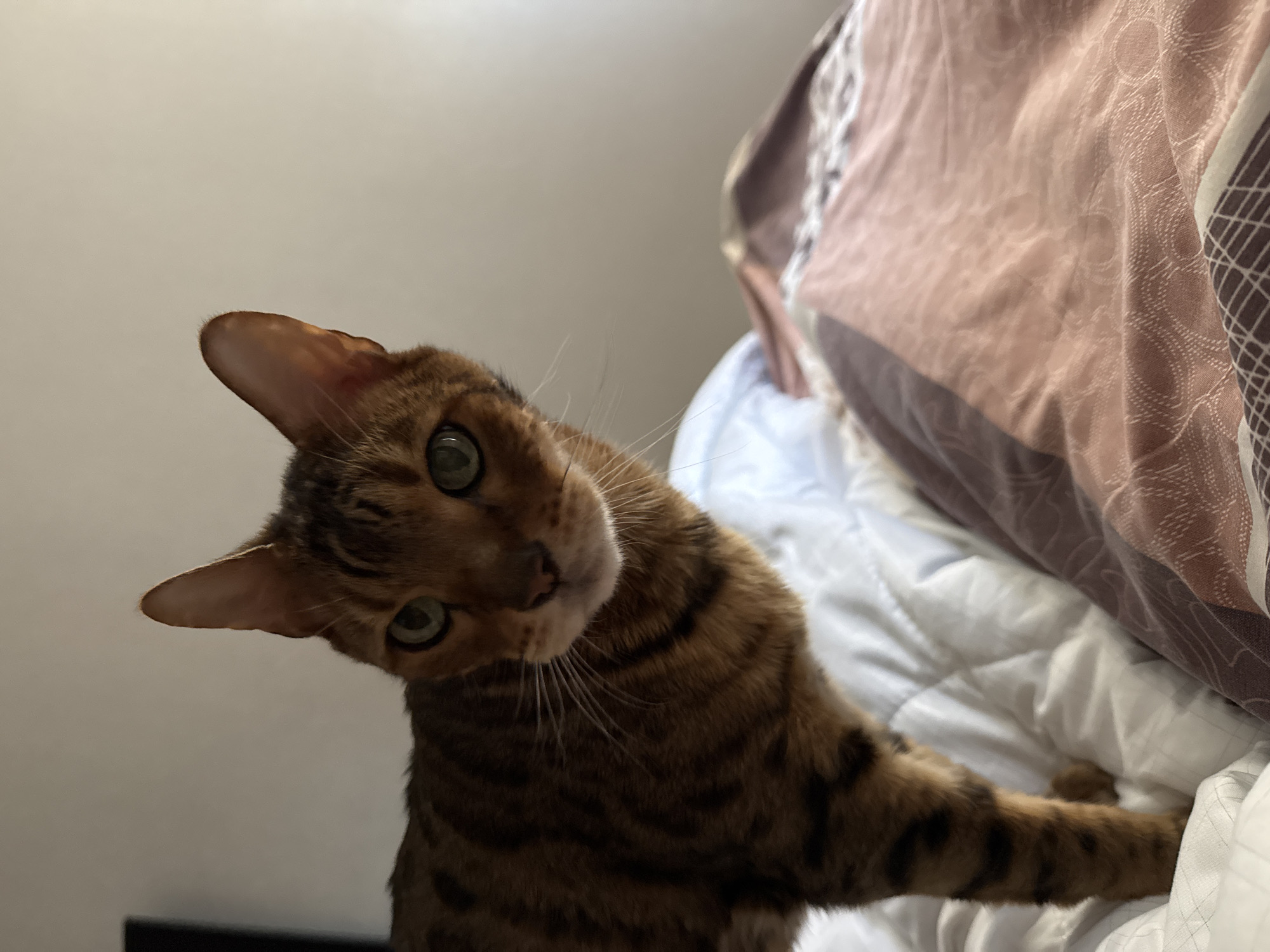 A Bengal cat is sitting on a bed with white sheets and a brown patterned duvet cover. The cat is looking directly at the camera and has its head tilted to the side. The background is a plain, light-colored wall.