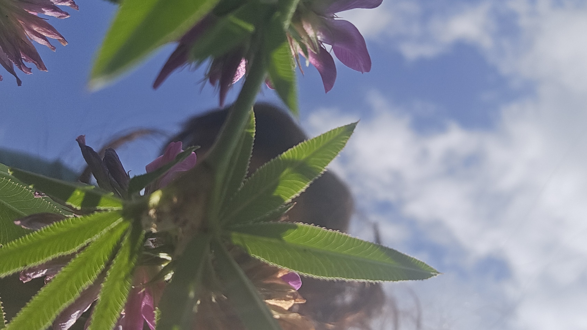 The photograph, taken from a low angle, captures a close-up view of pink flowers and green leaves against a bright blue sky dotted with white clouds. The flowers appear to be blooming, with several petals visible, while the leaves are serrated and illuminated by sunlight, creating a slight translucency. In the background, a person's dark hair is visible, slightly out of focus. The image does not provide any specific details about the location within Ермолаево, Russia.