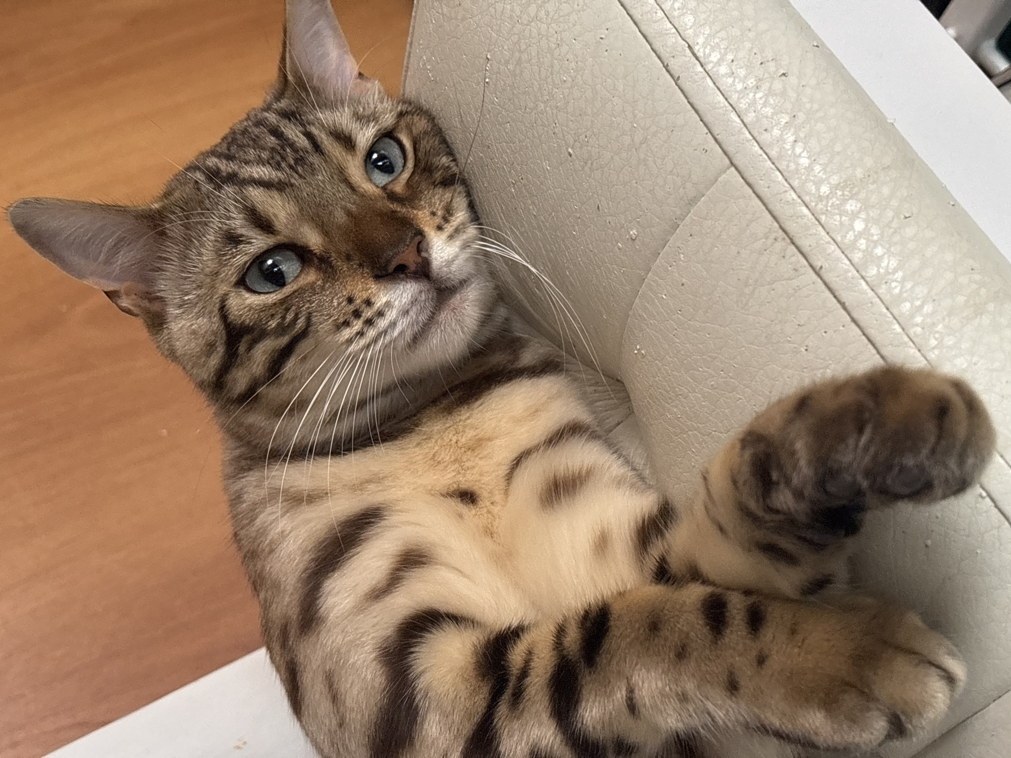 A Bengal cat with blue eyes is lying on a light-colored, possibly leather, surface. The cat is facing the viewer and its head is resting on the surface. The cat has characteristic brown and black spots and stripes on its fur. The background appears to be a wall with a wood grain texture. The image was taken indoors, and there is no indication of its location in Noviy, Russia.