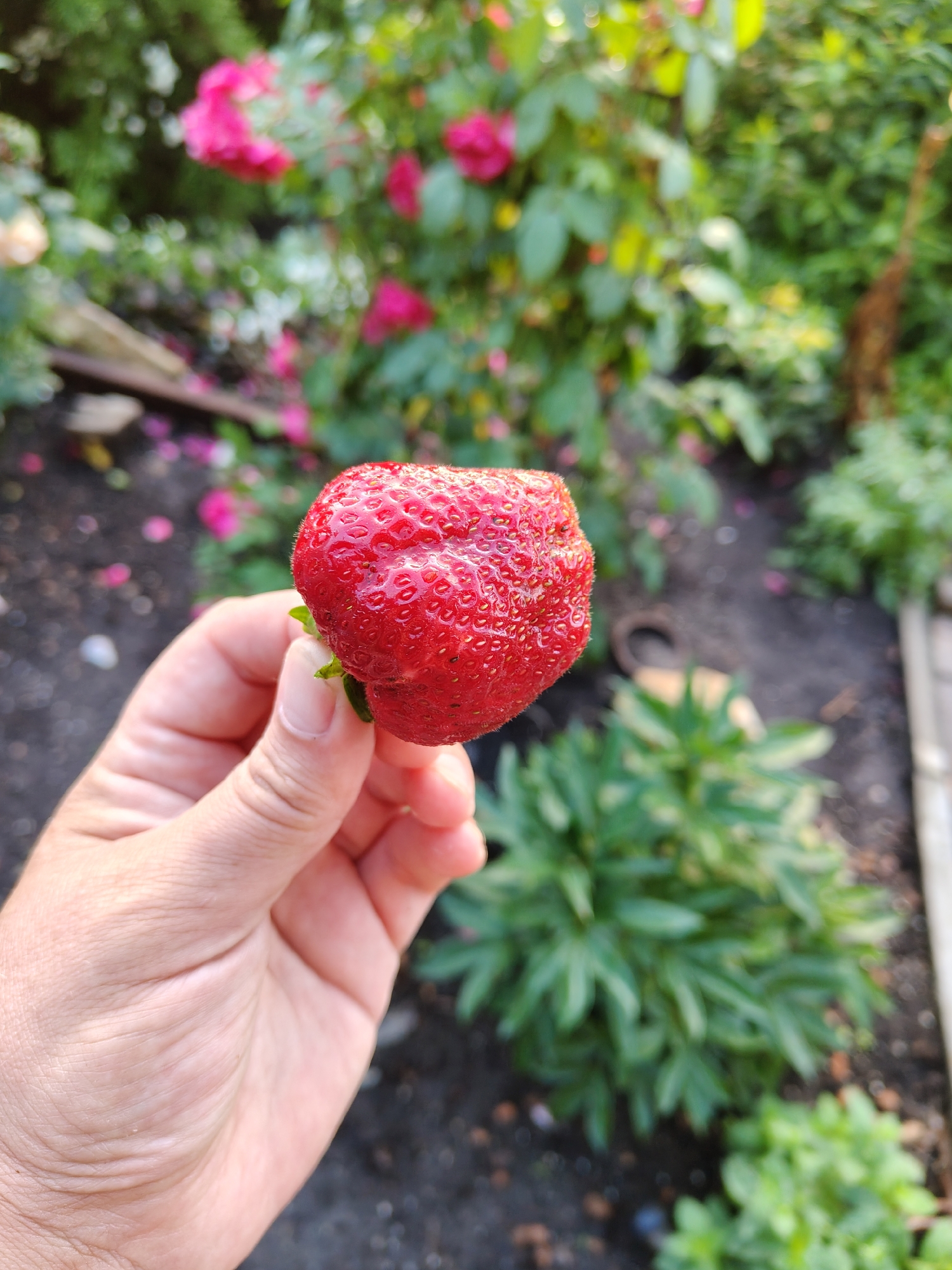 A close-up, vertical shot shows a hand holding a plump, ripe strawberry in an outdoor garden. The strawberry is a vibrant red with visible seeds and a green stem. The hand, with its skin texture clearly defined, is positioned in the lower left quadrant of the image.
The background is a soft blur of green foliage and pink roses, suggesting a warm, sunny day in a garden. The ground appears to be dark soil, with scattered fallen rose petals and some green plants growing. The overall impression is one of abundance and the freshness of a garden harvest. The scene evokes a sense of natural beauty and the simple pleasure of picking fresh fruit. There is no visible text in the image.
