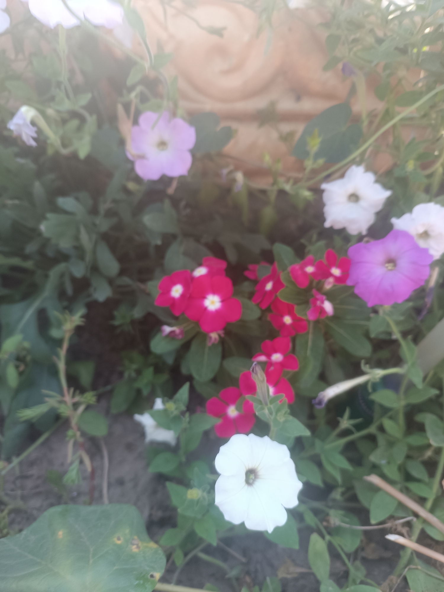 The image shows a close-up of a garden with several petunia flowers in various colors including white, pink, and purple. The flowers are blooming and surrounded by green leaves. The background appears to be a textured surface, possibly a planter or a wall. The lighting suggests it might be daytime, with some sunlight casting a soft glow on the scene. The image quality is slightly blurred, making it difficult to discern fine details. There are no people or animals visible in the image. The scene is a natural outdoor environment, likely a garden or a park. The location is Vypasne, Ukraine.