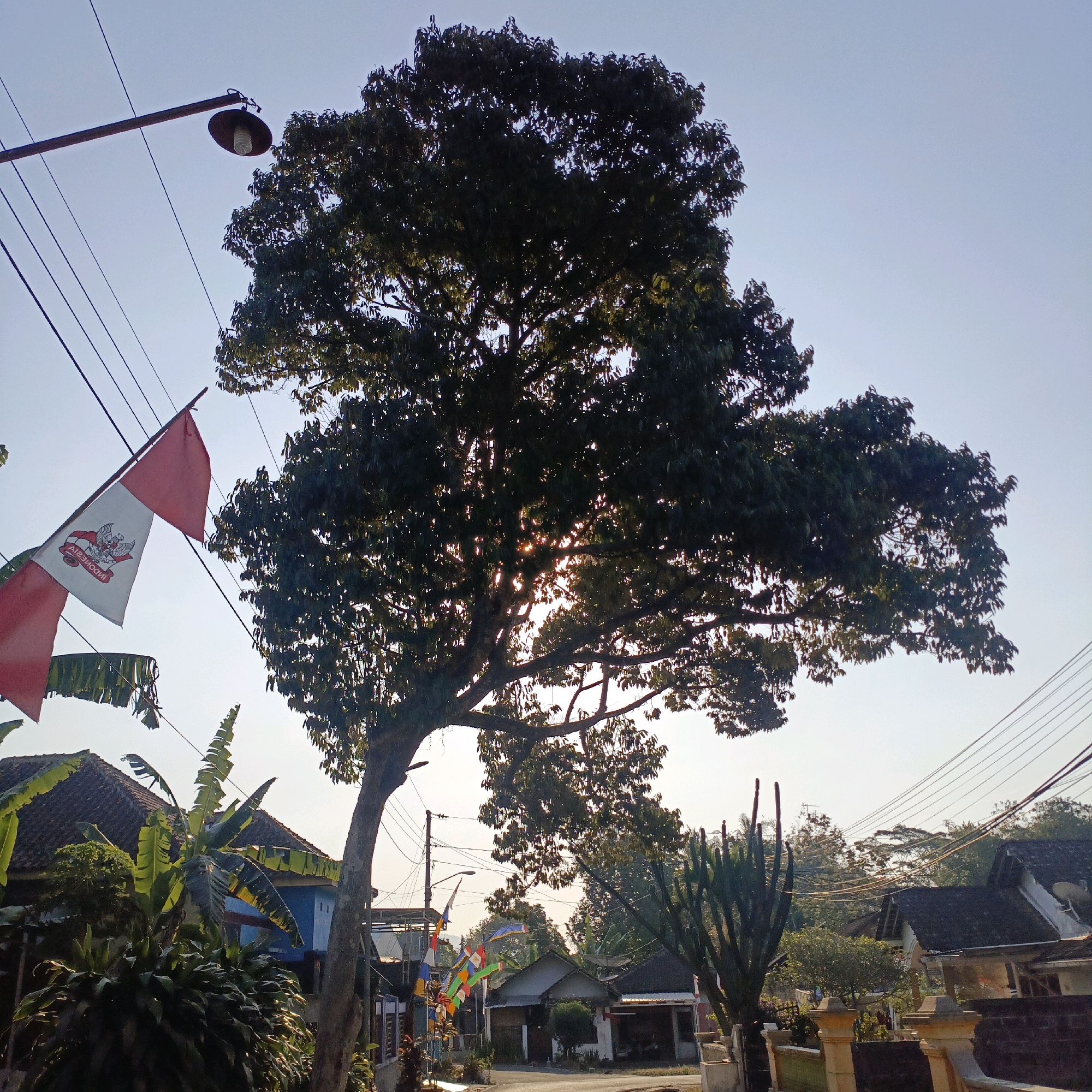 The image depicts a street scene in Salatiga, Indonesia, characterized by a large, leafy tree dominating the center of the frame, silhouetted against a bright sky. The sun is partially visible through the tree's foliage, casting rays of light. Two Indonesian flags, red and white, are visible, one prominently displayed on a pole to the left, and another partially obscured. Wires for electricity or communication run across the scene. The foreground shows houses with tiled roofs, vegetation including banana plants, and a decorative fence. A lamppost is visible to the upper left, and a cactus-like plant is present on the right side of the image. The overall impression is of a residential street in a tropical climate.