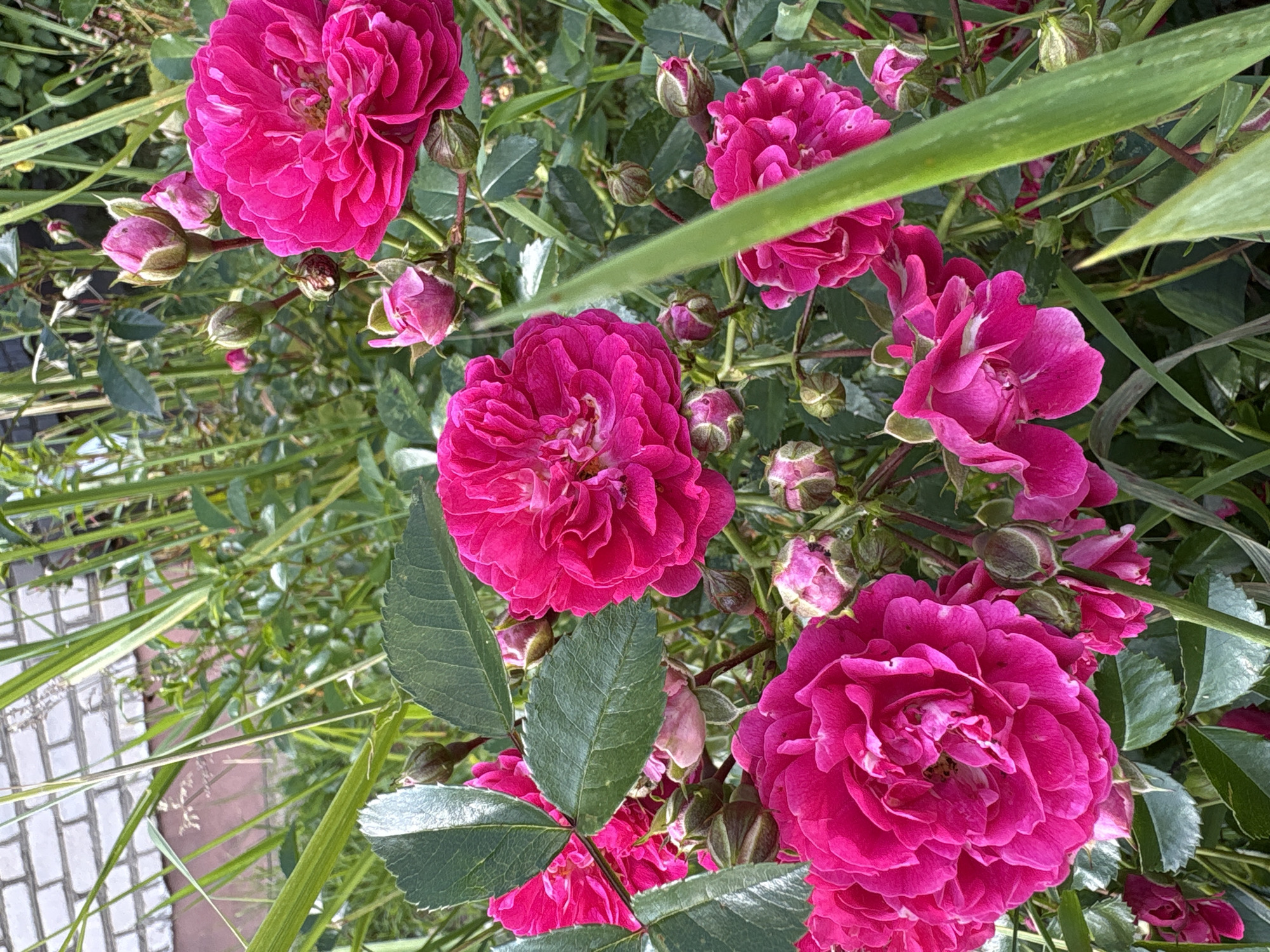 In a garden setting with a brick wall in the background, a cluster of vibrant pink roses is in full bloom. The roses, some fully open and others in bud, showcase intricate petal formations. Dark green leaves and slender blades of grass surround the flowers, creating a lush, natural backdrop. The lighting suggests an outdoor daytime scene.