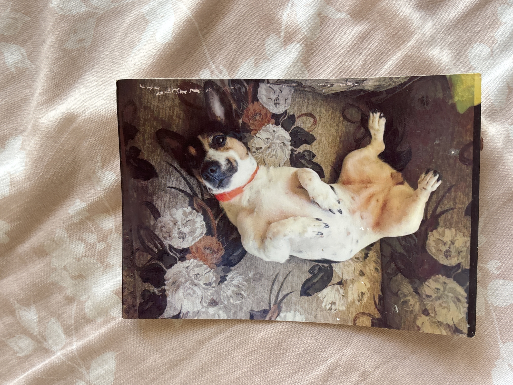 A small, white and brown dog with black spots is lying on its back on a floral patterned couch or rug. The dog is wearing an orange collar and appears relaxed and comfortable. Its legs are splayed out, and its belly is exposed. The floral pattern on the couch consists of large, somewhat abstract flowers in shades of white, brown, and muted orange. The background is slightly blurry, suggesting the focus is on the dog. The image is likely a photograph. There is no visible text. The scene evokes a feeling of domestic comfort and playfulness. The lighting suggests it could be daytime. Given the location context of Orihuela, Spain, it is likely an indoor scene in a home.