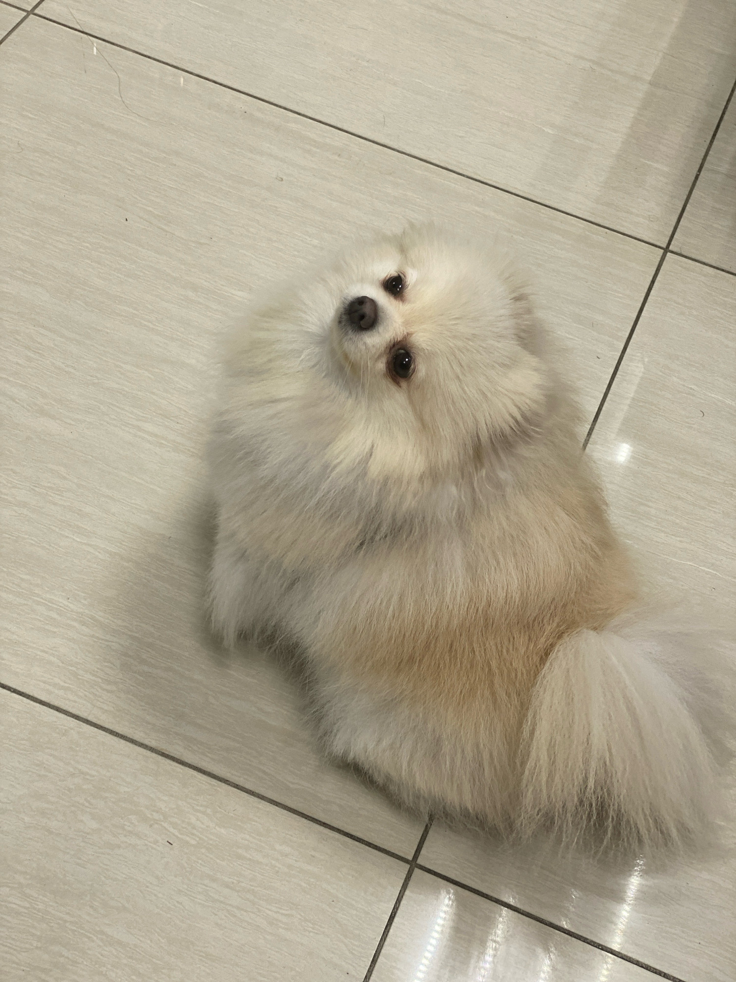 A fluffy, light-colored Pomeranian dog is sitting on a tiled floor. The dog is looking up and to the left, with its head tilted. Its fur is a creamy white, with some lighter golden tones. The tiled floor is light beige and has a grid pattern. There are reflections on the tiles, suggesting overhead lighting. The image does not provide any specific location information that would place it in Sochi, Russia.
