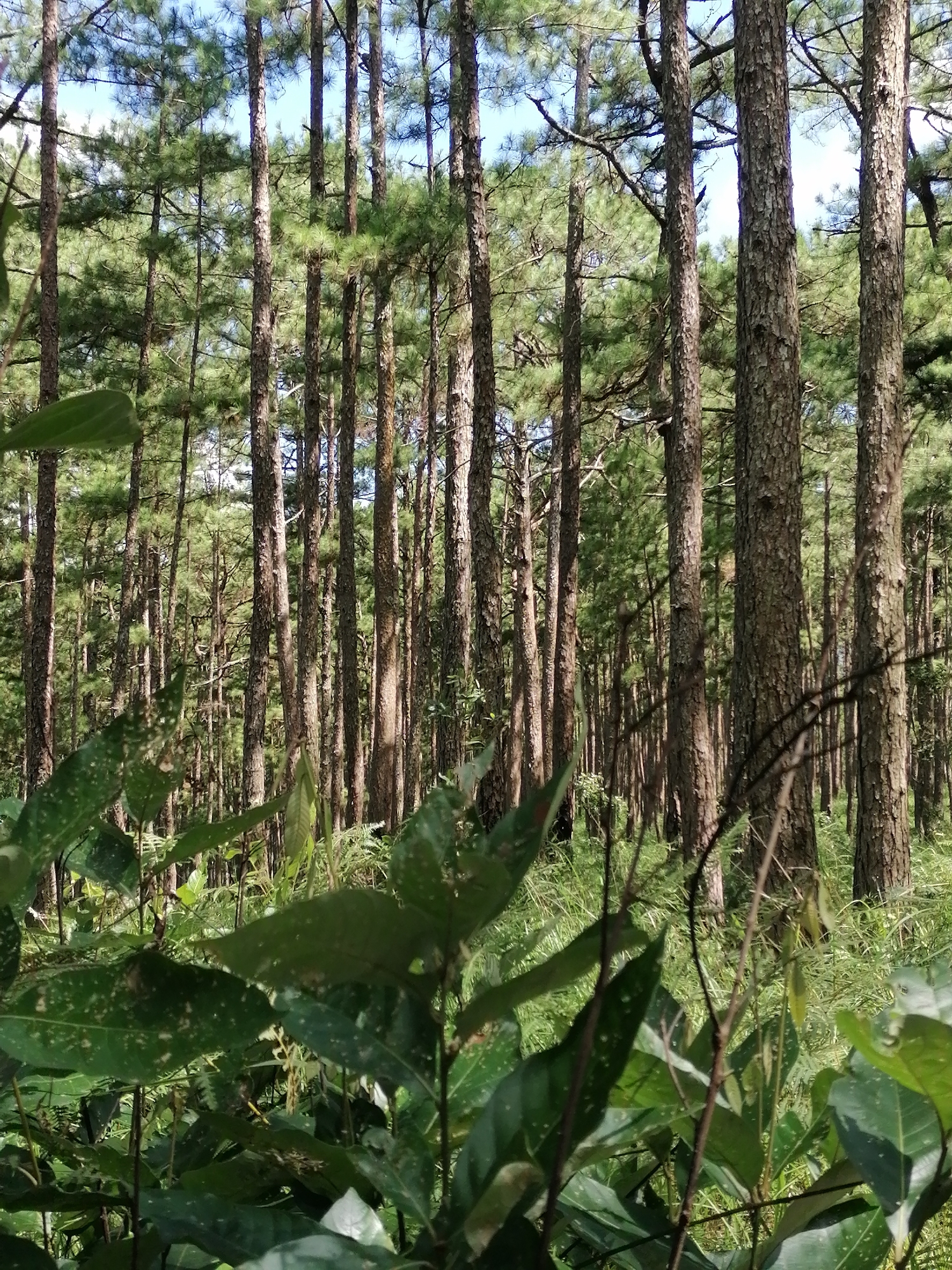 This is an eye-level, medium shot photograph of a pine forest in Da Lat, Vietnam. The foreground is filled with lush green foliage, some of which is out of focus and appears to be large leaves with small white spots. Beyond the foliage, numerous tall pine trees with rough, textured bark dominate the scene. The trees are densely packed together, creating a sense of depth. The canopy of the trees is visible in the background, with glimpses of a clear blue sky through the branches. The forest floor appears to be covered in grass and other undergrowth, also partially obscured by the foreground vegetation. There are no people or animals visible in the image. The lighting suggests it is daytime, with sunlight filtering through the trees, creating some dappled shadows. The overall impression is of a natural, serene forest environment.