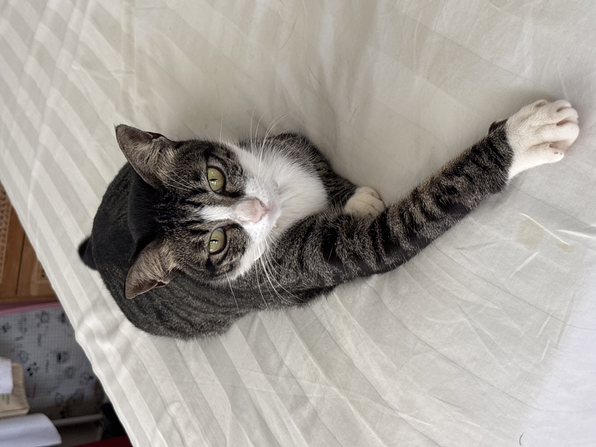 A tabby cat with striking grey and black stripes and a white chest, belly, and paws is the central subject of this image. The cat has bright green eyes and a small pink nose, and it is looking directly upwards towards the camera with a curious expression. It is lying on its back or side on a light-colored, possibly white, bedsheet that features subtle parallel striped patterns. One of the cat's front paws, white with hints of pink toe pads, is fully extended to the right side of the frame, giving the impression of a stretch or playful reach. The other paw is tucked close to its body. The setting appears to be indoors, likely a bedroom or living area, suggested by the bedsheet. In the blurred background on the left, a sliver of a brown wooden object, possibly furniture, and some indistinct items are visible. The lighting is soft and even, typical of an indoor scene during daylight hours. There is no visible text in the image. The scene captures a relaxed and slightly playful moment of the feline in Kuta Selatan, Indonesia.