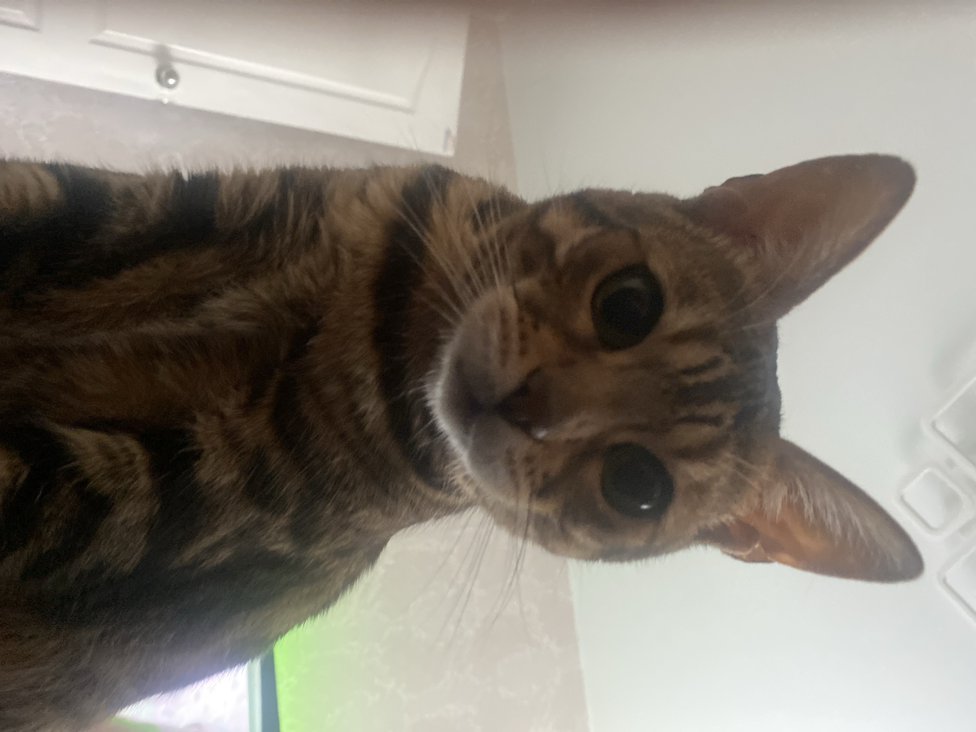 A close-up, low-angle shot captures a curious domestic cat looking directly at the camera. The cat, appearing to be a Bengal or similar patterned tabby breed, features striking brown, black, and tan striped and spotted fur. Its large, dark, round eyes are prominent and attentive, conveying a sense of curiosity. Delicate whiskers are clearly visible extending from its muzzle, and its head is slightly tilted.
The background is predominantly bright and light-colored, suggesting an indoor setting with well-lit walls or a ceiling. In the upper left corner, a portion of white cabinetry with a silver drawer handle is visible. Faint, textured white shapes are also present on the right side of the frame. A soft, greenish glow emanates from the lower left, possibly from a screen or ambient lighting. The overall lighting is bright and even, highlighting the cat's features. The cat's pose suggests it is looking down at the camera from an elevated position. There is no visible text in the image. This scene is set indoors, likely within a home in Chaikovsky, Russia.