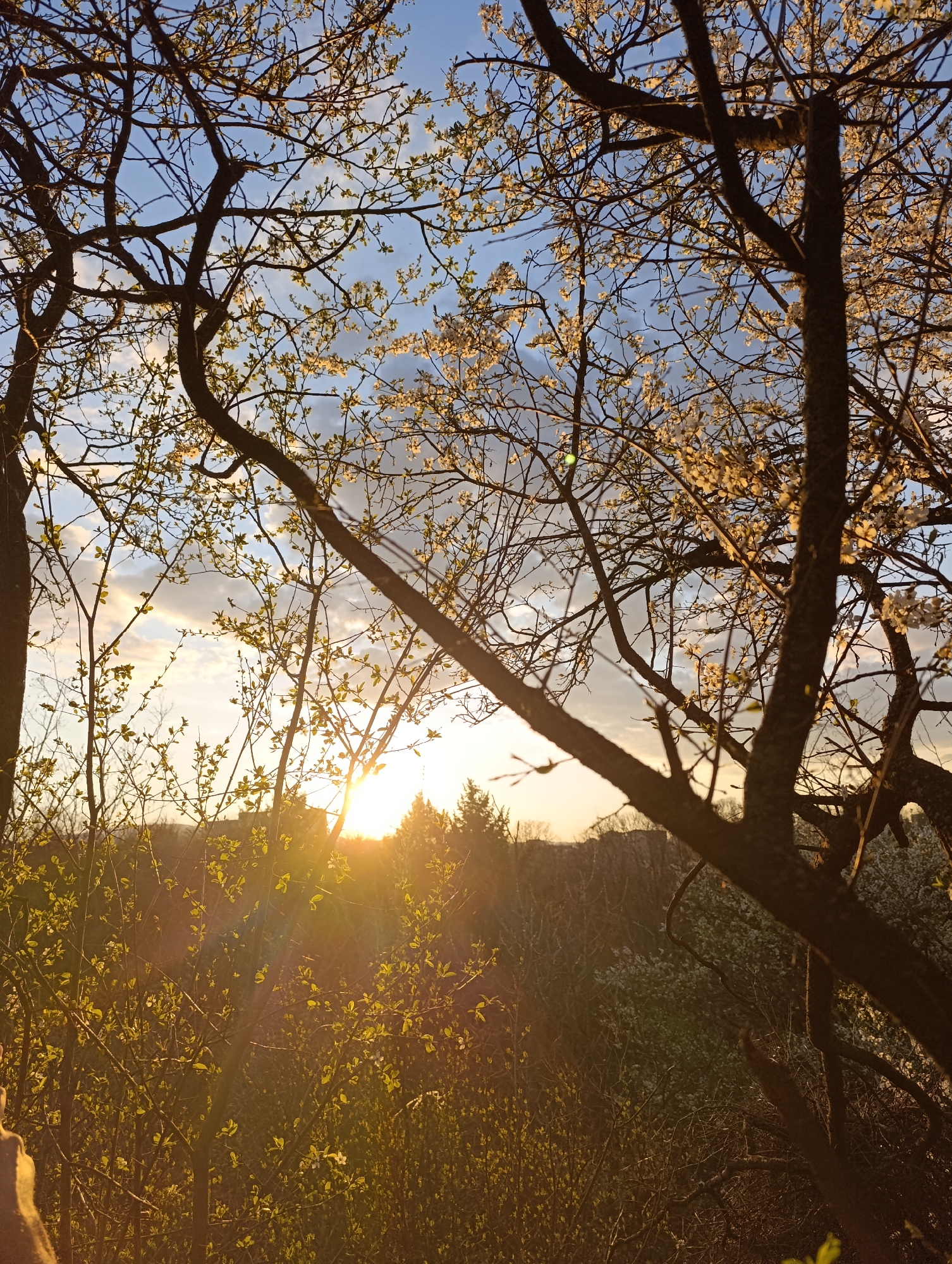 The image captures a sunset scene viewed through trees, likely in a suburban area. The sun is low on the horizon, partially obscured by trees and buildings. Sunlight filters through the branches, creating a warm glow on the foliage. Some branches bear blossoms, while others show early green leaves. Beyond the trees, there's a view of buildings and treelines. Given the photographer's possible location, the scene may be in a higher area of Sofia, Bulgaria, with a view over the lower city, possibly in direction of the Vitosha mountain. The time of year is likely spring. No people are visible.