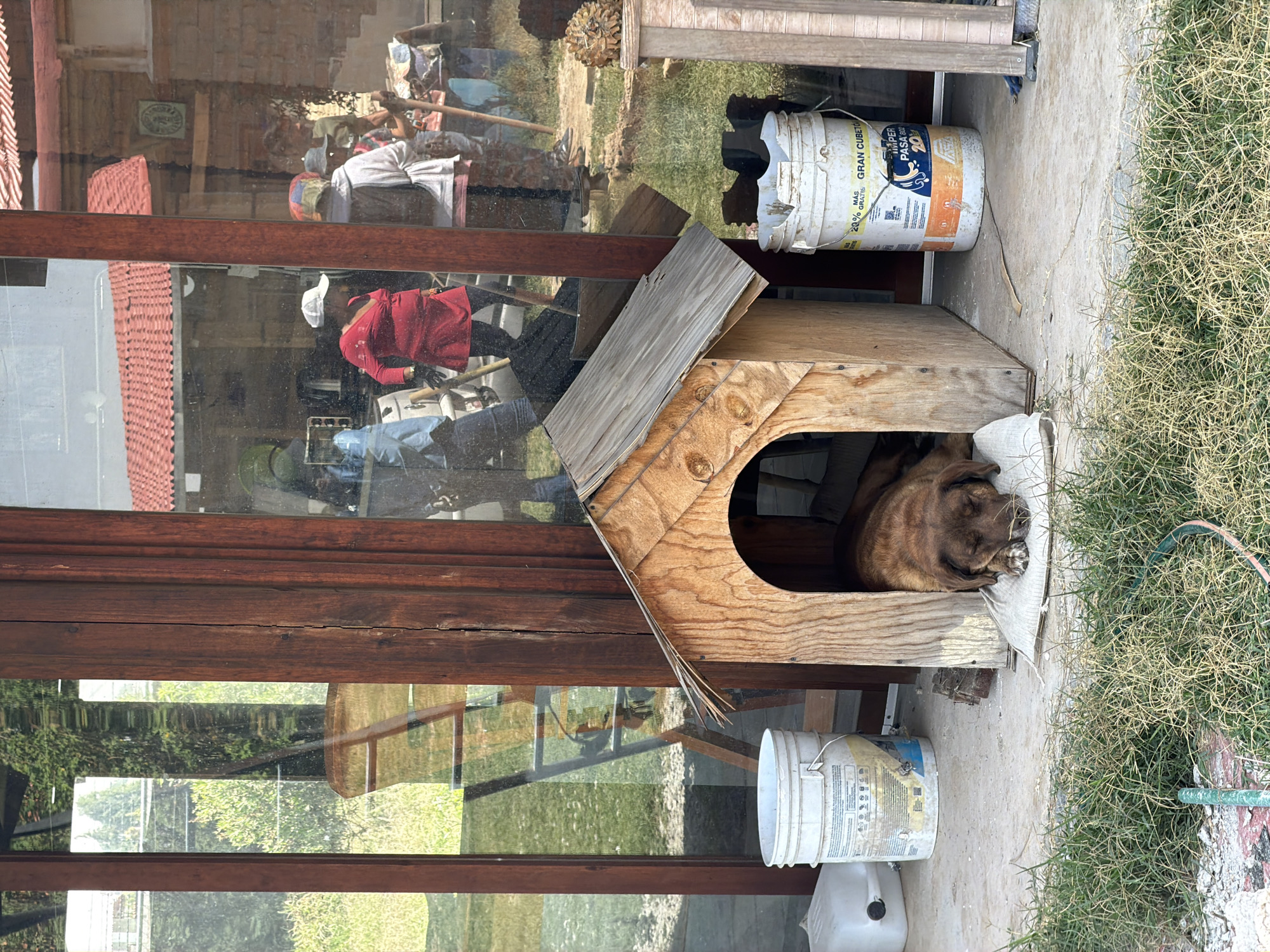 The image, taken in San Luis Tehuiloyocan, Mexico, shows a dog house with a brown dog inside, resting on a white cloth. Adjacent to the dog house are two white, paint-splattered buckets of different sizes. The dog house and buckets are situated on a concrete slab, next to a patch of dry grass. Behind the dog house, a large glass window reflects a scene showing people engaged in activities, a building with a red tiled roof, and surrounding vegetation. The reflections in the glass distort the clarity of the scene.