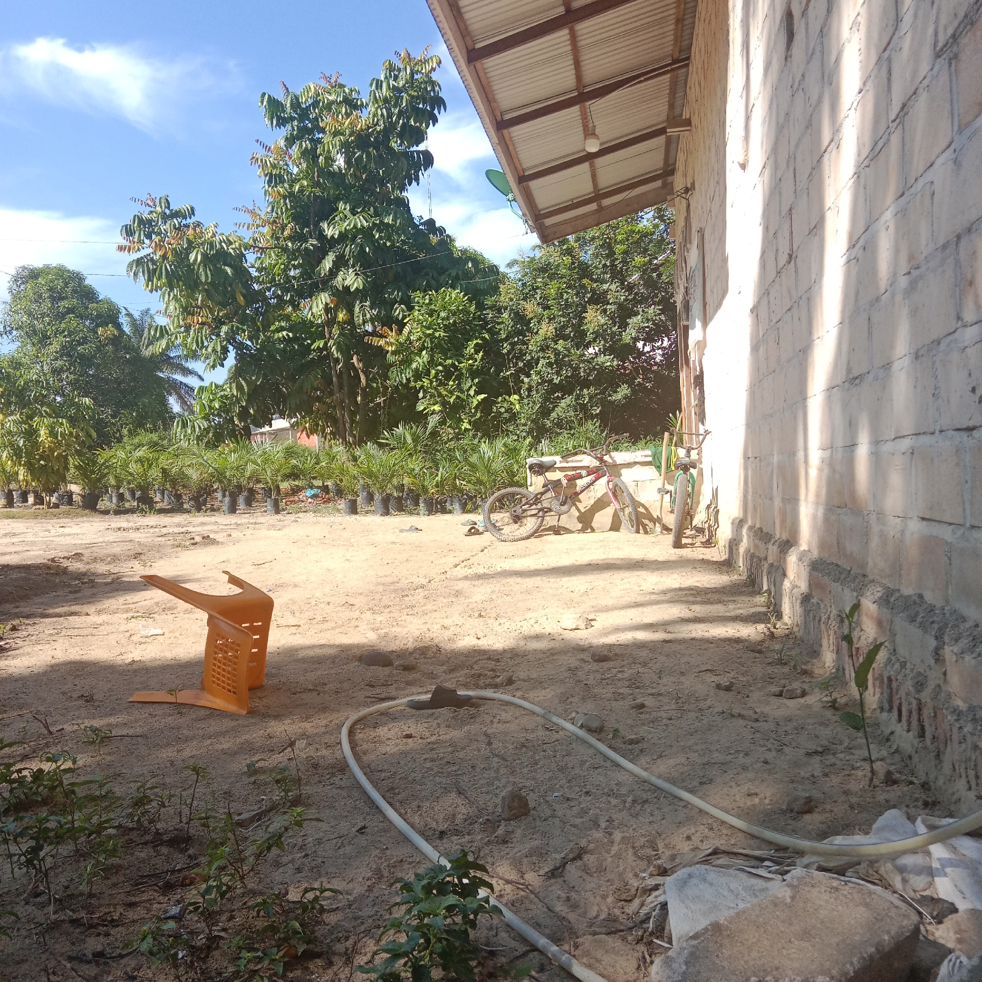 This image depicts an outdoor scene on a sunny day, likely in a rural or semi-rural area of Indonesia. The foreground is dominated by sandy ground with scattered small green plants. A bright orange plastic chair is tipped over on the left side of the frame. A white hosepipe is coiled on the ground in the middle ground, curving towards the right.
In the background, a row of young palm trees planted in black bags stretches across the scene. Behind the palm trees, a line of larger trees with dense green foliage forms a backdrop. To the right, a building constructed of light-colored concrete blocks is visible, with a corrugated metal roof supported by wooden beams. The building casts distinct shadows on the sandy ground.
Two bicycles are leaning against the wall of the building on the right side of the frame. One is a red mountain bike, and the other is a lighter-colored bicycle. A green object, possibly a piece of clothing or fabric, is draped over the handlebars of the lighter bicycle. The sky above is a clear blue with a few wispy white clouds. The overall impression is one of a functional, utilitarian outdoor space, possibly associated with a nursery or a residence.