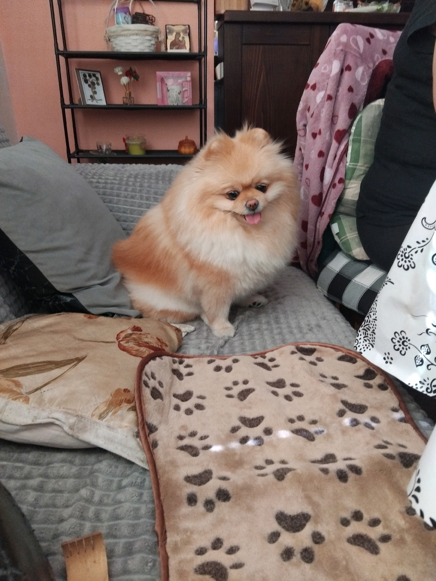 A Pomeranian dog with cream-colored fur and a pink tongue visible is sitting on a grey couch. The dog is facing the camera. In the background, a dark wooden cabinet is visible, draped with a pink blanket featuring red hearts. There are also pillows on the couch, one with a floral pattern and another with paw prints. To the left, a black shelf unit displays various decorative items, including baskets, a framed picture, and a small pumpkin. The environment appears to be indoors, possibly a living room. The image does not provide any specific location details within the city of Apriltsi, Bulgaria.