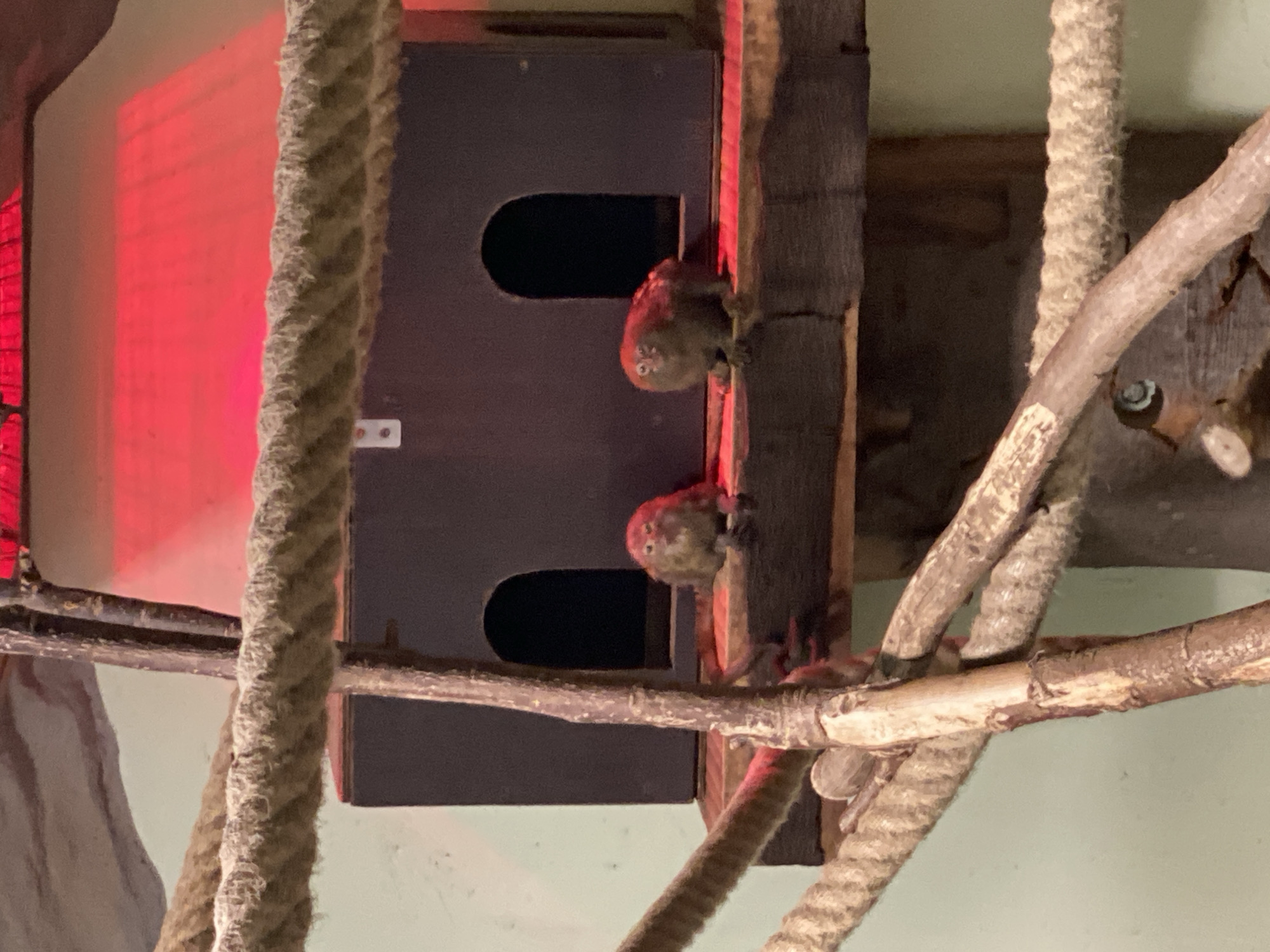 Two pygmy marmosets are perched on a wooden platform in front of a dark, arched structure, possibly a habitat or nesting box, illuminated by red light. The marmosets are small with light brown fur and large eyes. They are sitting upright, facing the viewer. The platform is supported by wooden branches. A thick, woven rope is visible in the foreground, partially obscuring the scene. The background is a light green wall. This scene is located within the Zoo Neuwied in Neuwied, Germany.