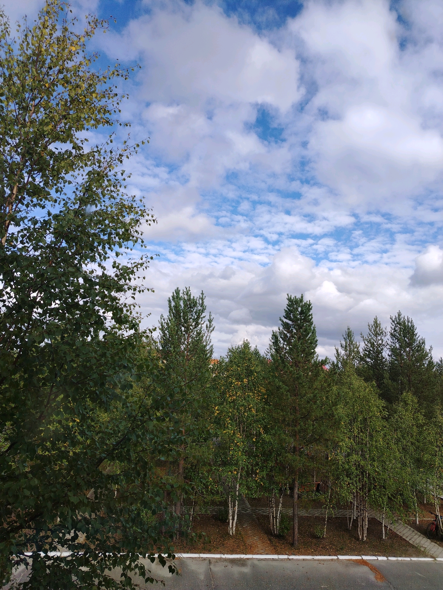 The image shows a view of trees and the sky from a balcony or elevated position in the city of Muravlenko, Russia. In the foreground on the left, there is a large tree with green leaves. Behind it, a line of deciduous and coniferous trees stretches across the middle ground, with some bare patches of ground and fallen leaves visible. The trees are predominantly green, with some yellowing leaves indicating an autumn season. Several slender birch trees with white bark are interspersed with taller, darker green pine trees. The background is dominated by a blue sky with scattered white and grey clouds. In the bottom part of the image, a section of an asphalt road with a white line and some reddish-brown marks is visible, suggesting an urban or semi-urban setting. There are no people or animals visible in the scene. The overall impression is a natural landscape within a city environment, possibly viewed during daytime.