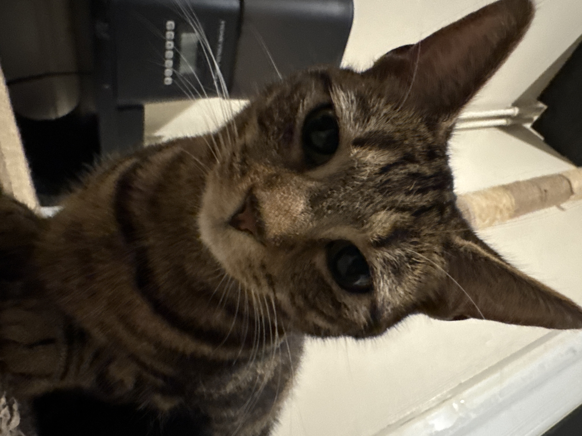 The image presents a close-up, low-angle portrait of a tabby cat, likely captured indoors in Desborough, United Kingdom. The cat, with its brown and black striped and spotted fur, faces directly into the camera, its head tilted slightly, conveying an expression of curiosity and alertness. Its large, dark eyes are wide open and focused, and its prominent whiskers spread outwards. The pointed ears are perked up, further emphasizing its attentive stance.
In the blurred background to the left of the cat's head, a dark, rectangular object, possibly an electronic device or a piece of furniture, is visible. A series of small, uniform, indistinct square or circular markings run vertically along its side, too blurry to be read as text. To the right and behind the cat, a light-colored wall or surface provides a plain backdrop. Sections of a beige scratching post, made of natural fiber (sisal rope), are visible on both the far left and right edges of the frame, indicating a domestic and comfortable indoor environment. The lighting suggests an interior setting without natural light. The photograph highlights the cat's face and its direct engagement with the viewer.
