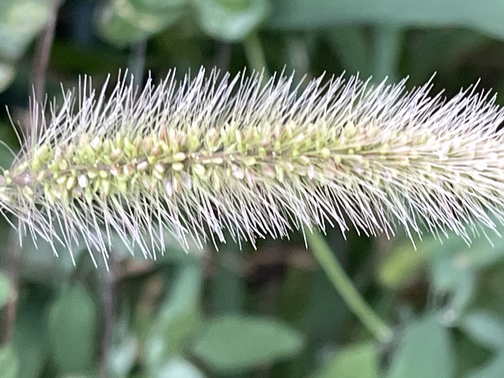 A close-up, vertical shot captures a fuzzy seed head of a grass-like plant against a blurred green background. The seed head is light green with numerous fine, white, hair-like structures protruding outwards, giving it a spiky appearance. The background consists of out-of-focus green foliage, suggesting an outdoor environment. No people or specific landmarks are visible to identify the location as Krasnyye Barrikady, Russia.