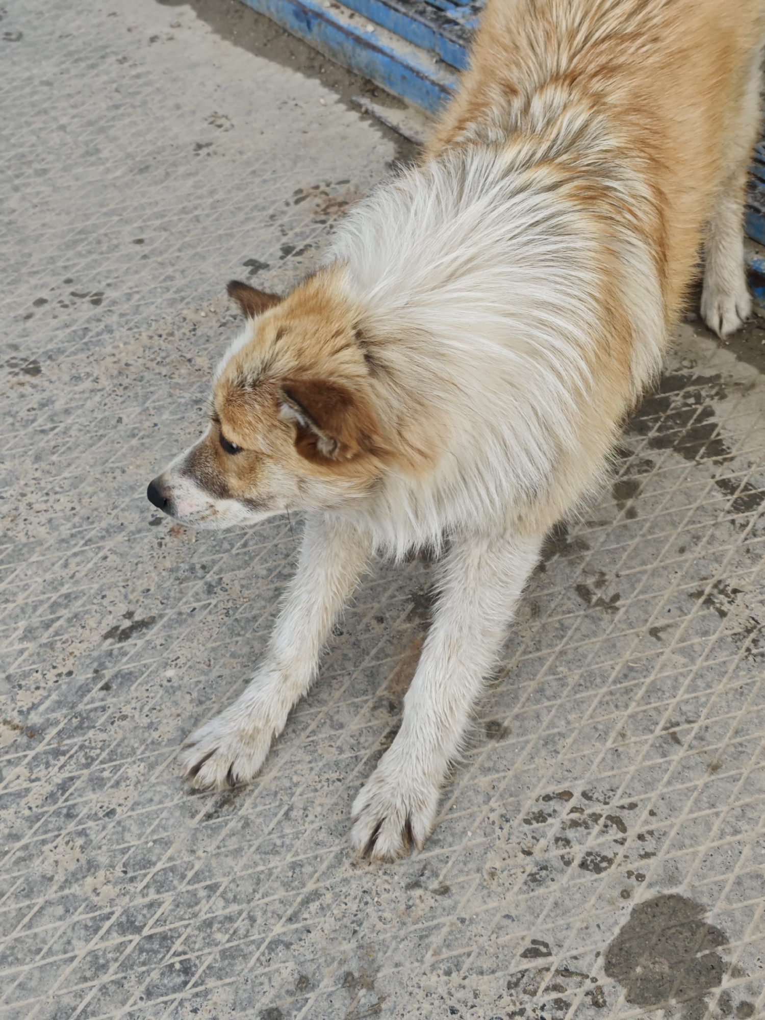 A medium-sized dog stretches on a gray, patterned concrete surface outdoors. The dog's fur is a mix of white and tan. Its front paws are extended forward. The environment appears to be an outdoor, potentially urban setting in the city of Unknown, Russia. A blue metal barrier is visible in the upper background.