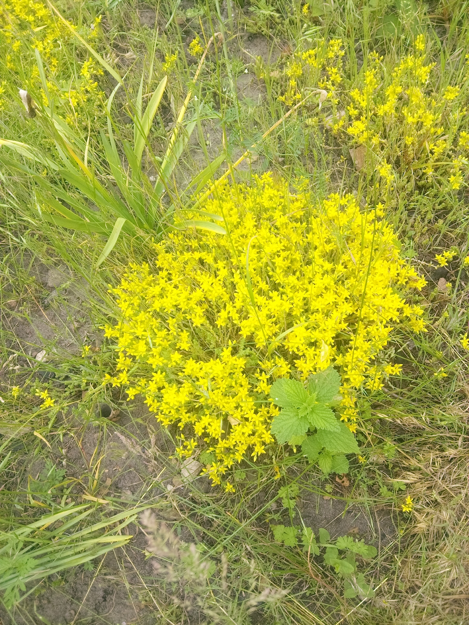 This image presents a ground-level view of a natural outdoor scene in Zelenyi Hai, Ukraine, characterized primarily by lush vegetation. A large, dense cluster of small, bright yellow, star-shaped flowers, consistent with a species of stonecrop (Sedum), occupies the central and right portions of the frame. Surrounding this vibrant floral mass is a mix of green plant life, including various types of grasses and weeds. To the immediate left and slightly below the main yellow flower cluster, a small plant with distinct, serrated, bright green leaves, resembling a nettle, is visible. Longer, broader green blades of grass or other foliage are present in the upper left quadrant. Patches of dark, moist soil are interspersed throughout the vegetation, particularly in the foreground and along the left side, indicating exposed earth. Minor fragments of dried plant material and small debris are scattered across the ground. The scene is illuminated by ambient daylight, with no discernible shadows. No individuals, fauna, or man-made objects are present.