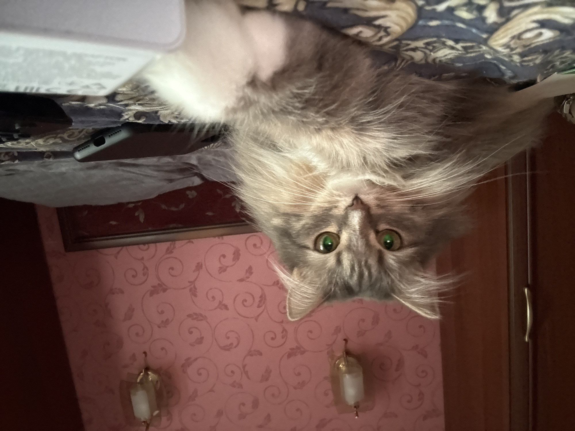 The image depicts a close-up, upside-down view of a long-haired, grey and white cat with striking green eyes. The cat is lying on a surface that appears to be a bed or sofa with a patterned textile. A portion of a smartphone is visible beneath the cat, positioned at an angle. The background includes a pink wall with a swirling floral wallpaper pattern and two wall-mounted light fixtures. To the right, a wooden cabinet with a brass handle is partially visible. The lighting suggests an indoor setting, possibly during the day. The cat's wide-eyed gaze and its position suggest curiosity or playfulness. There is no visible text in the image. The scene is likely a home interior in Perm, Russia, given the provided location context.