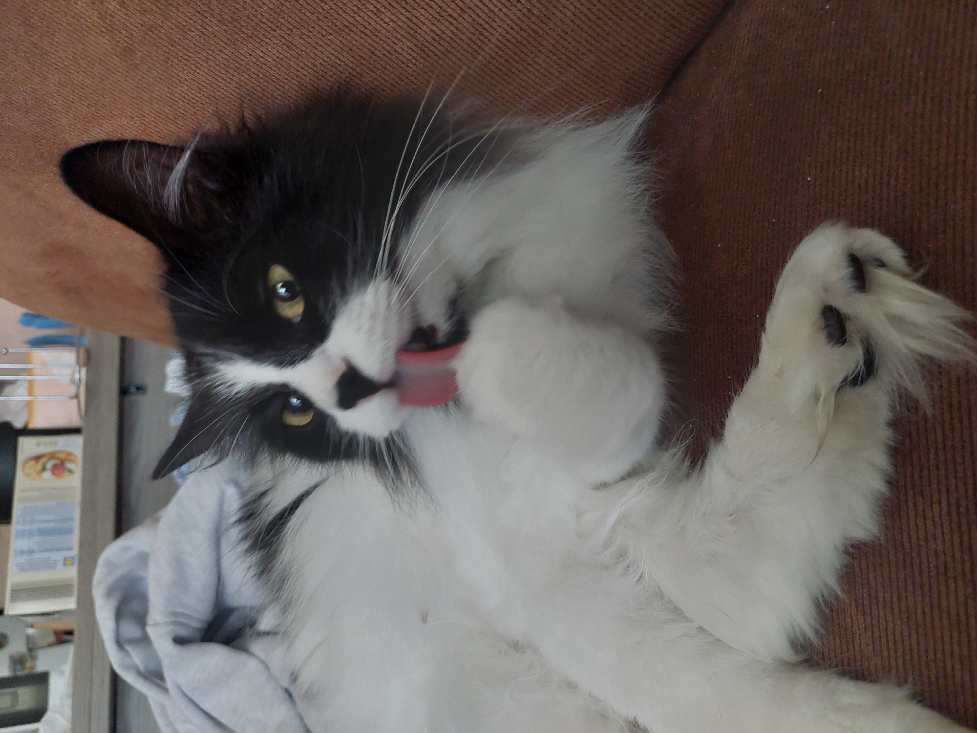 A medium shot depicts a black and white cat lying on its back, licking its right paw. The cat has yellow eyes and a pink tongue. The cat is lying on a brown surface with a light grey cloth visible in the lower left corner. The background is blurred. The location is Plovdiv, Bulgaria.