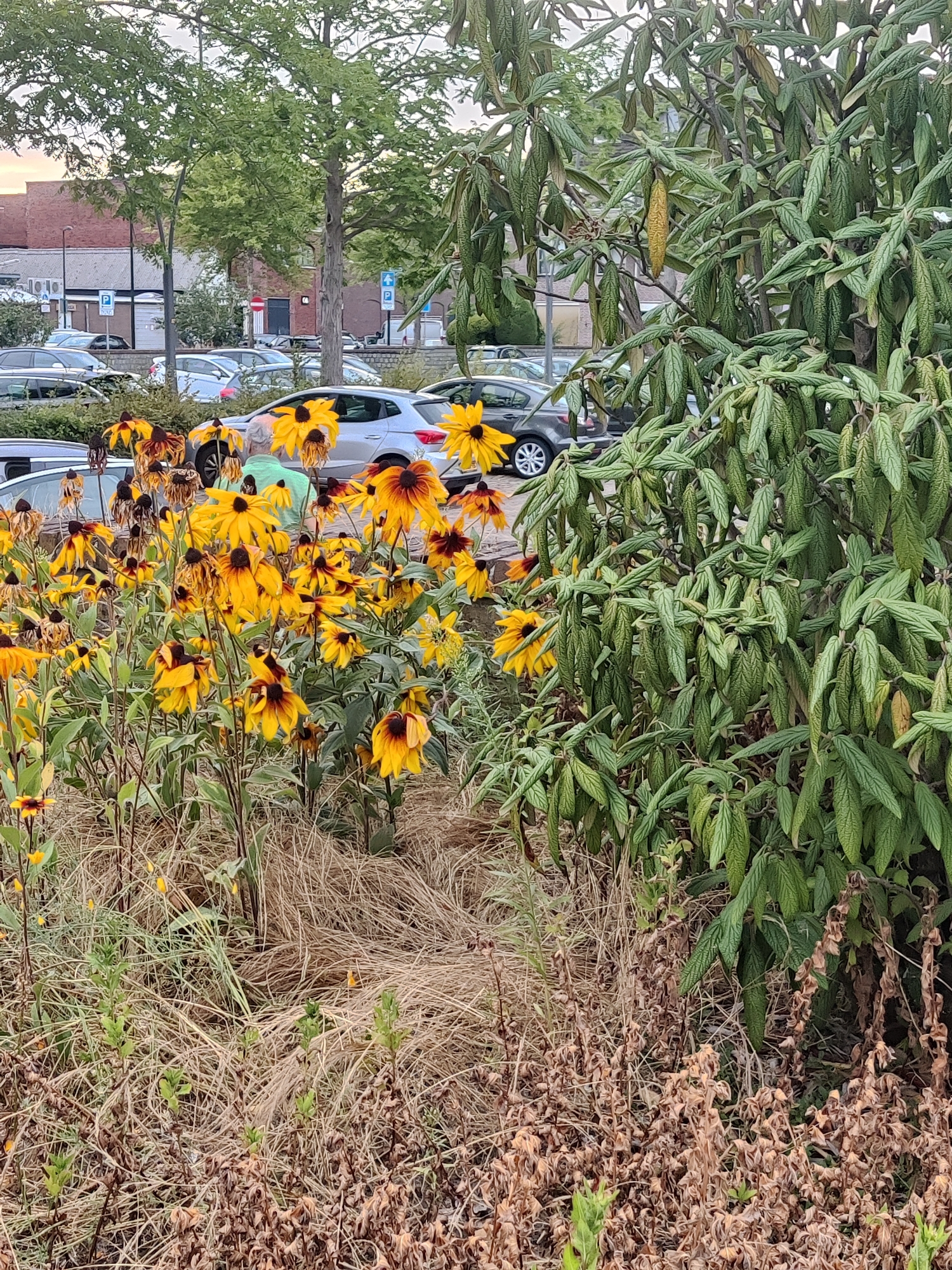 The image depicts a cluster of yellow and brown coneflower plants in the foreground, with a dense green shrub to the right. In the background, a parking lot filled with cars is visible, along with some trees and buildings. A person wearing a green shirt is partially visible among the flowers. The overall scene suggests an outdoor urban environment. The location is identified as Winterswijk, Netherlands.