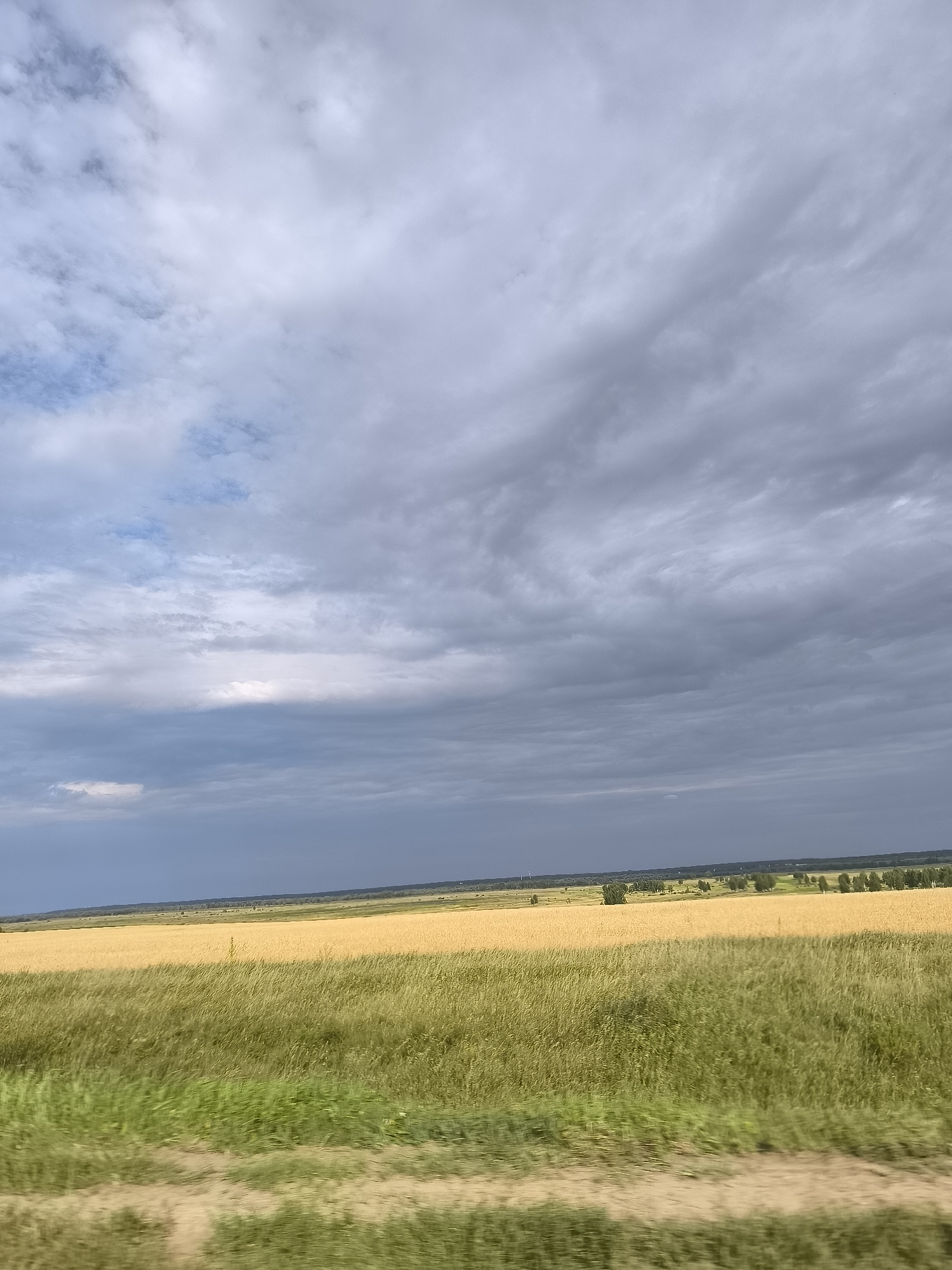 An outdoor, medium-shot, eye-level, vertical, natural light photograph depicts a wide, golden-brown field of crops, possibly wheat or barley, stretching across the lower half of the frame. The field is textured with long, flowing stalks that appear slightly blurred due to motion, suggesting it was taken from a moving vehicle. A narrower band of vibrant green grass runs along the bottom edge of the image, further emphasizing the motion blur. The horizon line is situated in the lower third of the image, separating the field from a vast, overcast sky. The sky is filled with dramatic, dark gray clouds that create a sense of impending weather, with lighter patches of blue visible in the distance on the left. The overall impression is one of a rural landscape under a moody, expansive sky. The location is Unknown, Unknown.