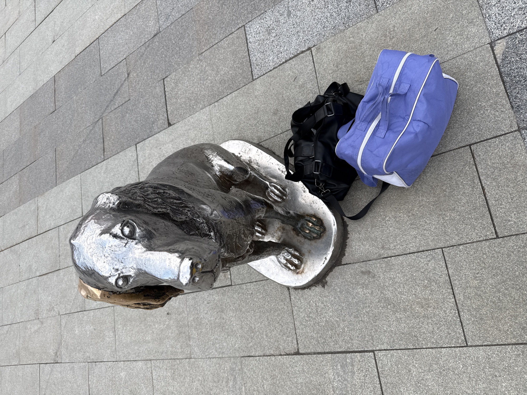 The image captures a static scene featuring a metallic sculpture and two bags resting on a paved ground. The photograph is taken from a high angle, looking down onto the subjects, and is significantly rotated, causing the light grey tiled ground to appear diagonally oriented, almost vertically along the left side of the frame.
The central subject is a shiny, reflective metallic sculpture of a stylized animal, resembling a lion or large feline, in a reclining position. Its surface appears smooth and highly polished, reflecting ambient light. Details such as paws and facial features are visible, and there is a brownish, textured object lodged under its chin. The sculpture rests on a flat, metallic base.
Adjacent to the sculpture are two bags. One is a black backpack, characterized by multiple straps, buckles, and a structured shape, indicative of a functional design. Next to it is a vivid purple duffel bag with prominent white trim outlining its shape and white fabric handles. This bag appears to be made of a lighter fabric material.
The setting is an outdoor area, likely a public space such as a sidewalk or plaza. The ground is uniformly paved with rectangular light grey tiles, which have a speckled or granular texture. Dark grout lines define the individual tiles. The lighting is bright and even, suggesting daytime conditions, possibly under an overcast sky, as there are no distinct shadows. There is no visible text or human activity in the image.