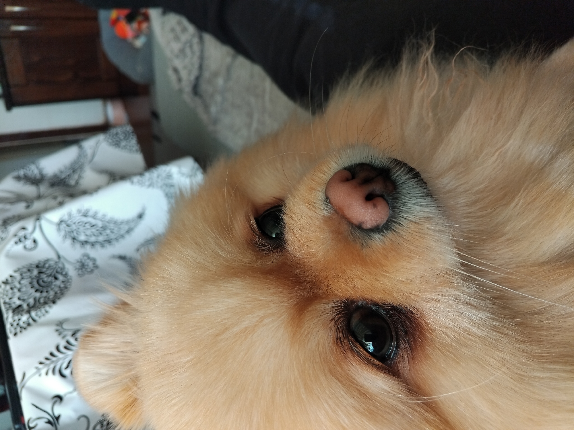 A close-up, slightly tilted, indoor photograph shows the face of a light-brown, long-haired dog against a patterned black and white pillow. The dog has dark eyes and a pink nose with black spots. A blurred dark surface is visible in the top of the frame, and a piece of furniture is partially visible on the left side of the frame. There is no indication in the image that the location is Apriltsi, Bulgaria.