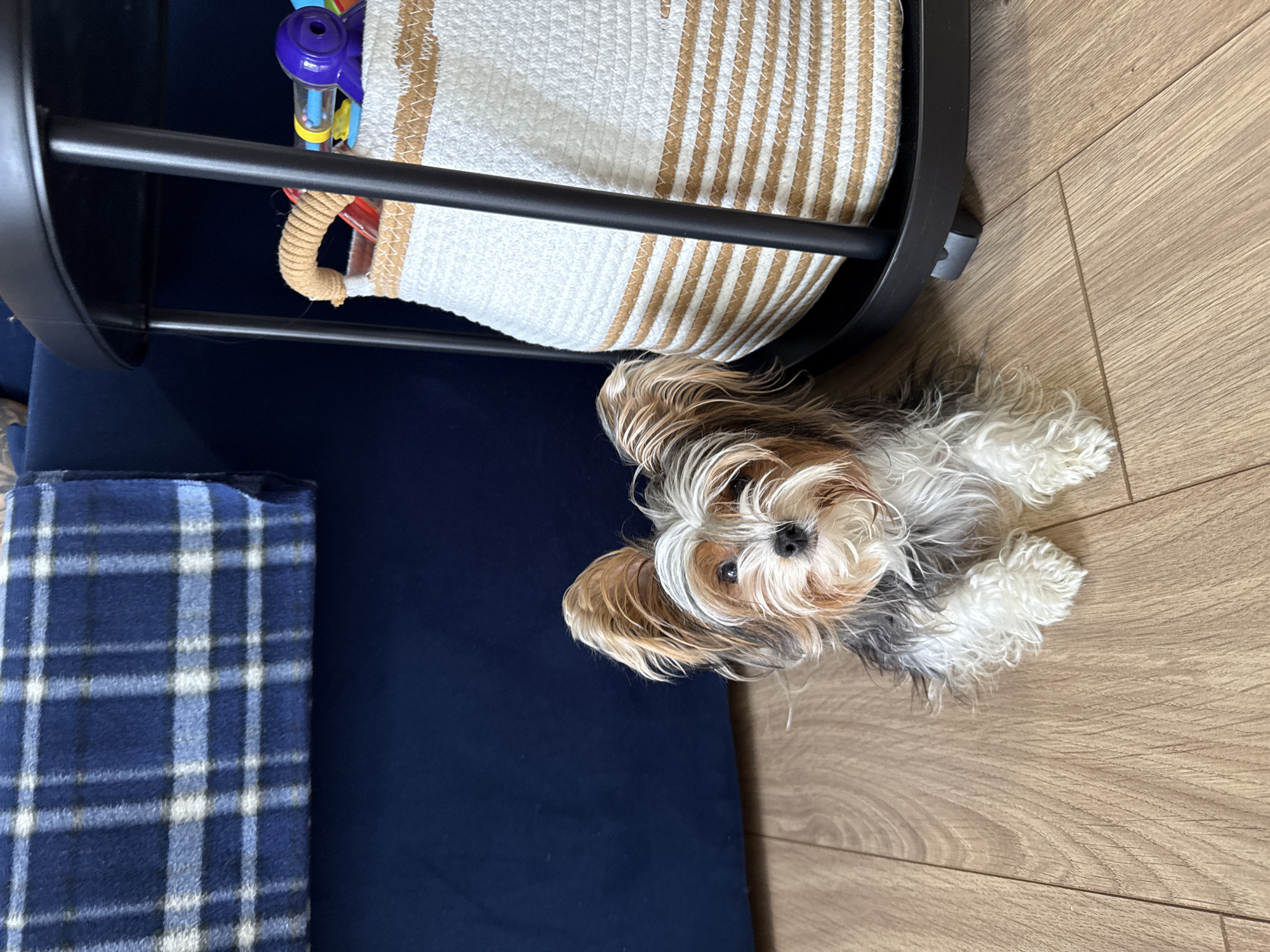 A small, long-haired dog with brown, white, and grey fur lies on a light brown wood floor. The dog is looking directly at the camera. To the left of the dog is a dark blue cushioned surface with a blue and white plaid blanket. Behind the dog is a black metal cart with a white and tan striped basket inside. The location is likely indoors and the city of Buzhaninovo, Russia, is unknown.