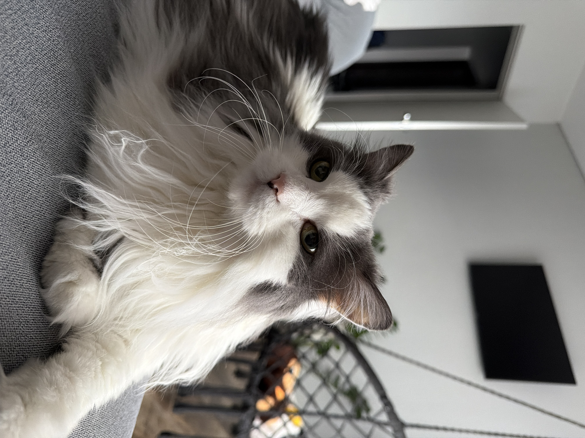 A gray and white long-haired cat is lying on a gray fabric-covered surface, possibly a sofa or chair. The cat is looking directly at the camera with green eyes. Behind the cat, the background is blurry and shows a white wall, a black rectangular object, and a glimpse of a chair with greenery. The location, Chaikovsky, Russia, is not ascertainable from the visual information provided.