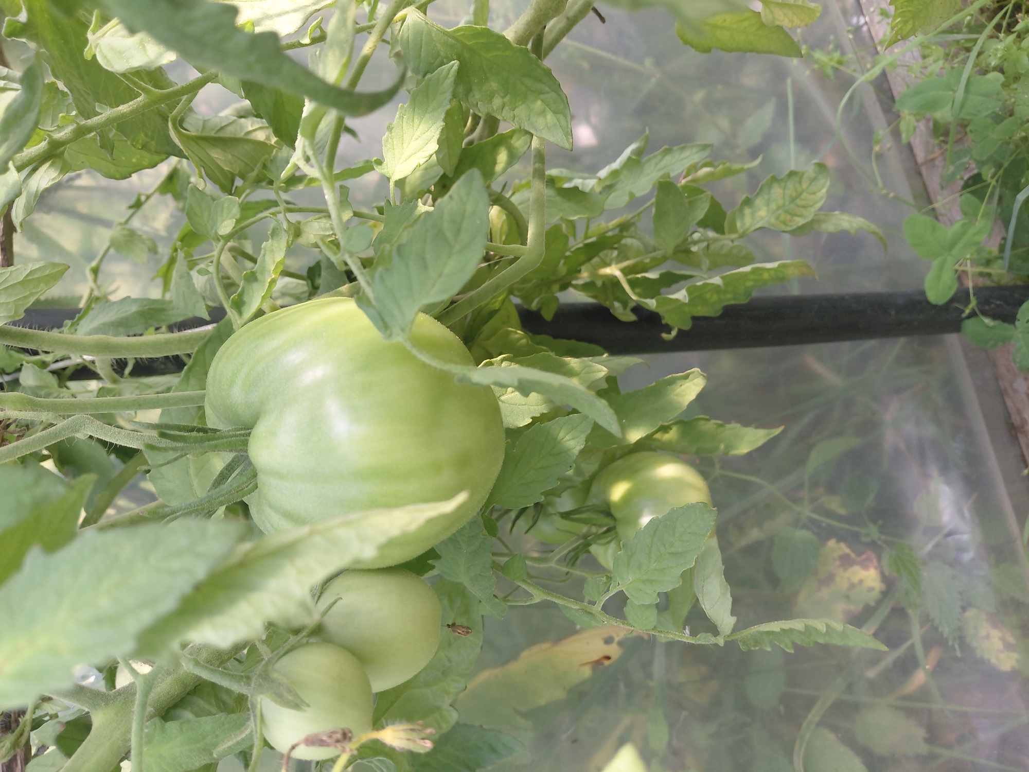 The image shows a close-up view of unripe green tomatoes growing on a vine within what appears to be a greenhouse. Several tomatoes are visible, with one large tomato prominently featured in the center of the frame. The tomatoes are a light green color, and their surfaces reflect the light, indicating a smooth skin. The surrounding foliage is dense and green, with thick stems and broad leaves typical of a tomato plant. The background is blurred, but suggests a slightly hazy environment, possibly due to the greenhouse covering or diffused sunlight. The overall impression is one of a healthy, growing plant producing fruit. The scene is set in Malinovka, Russia.