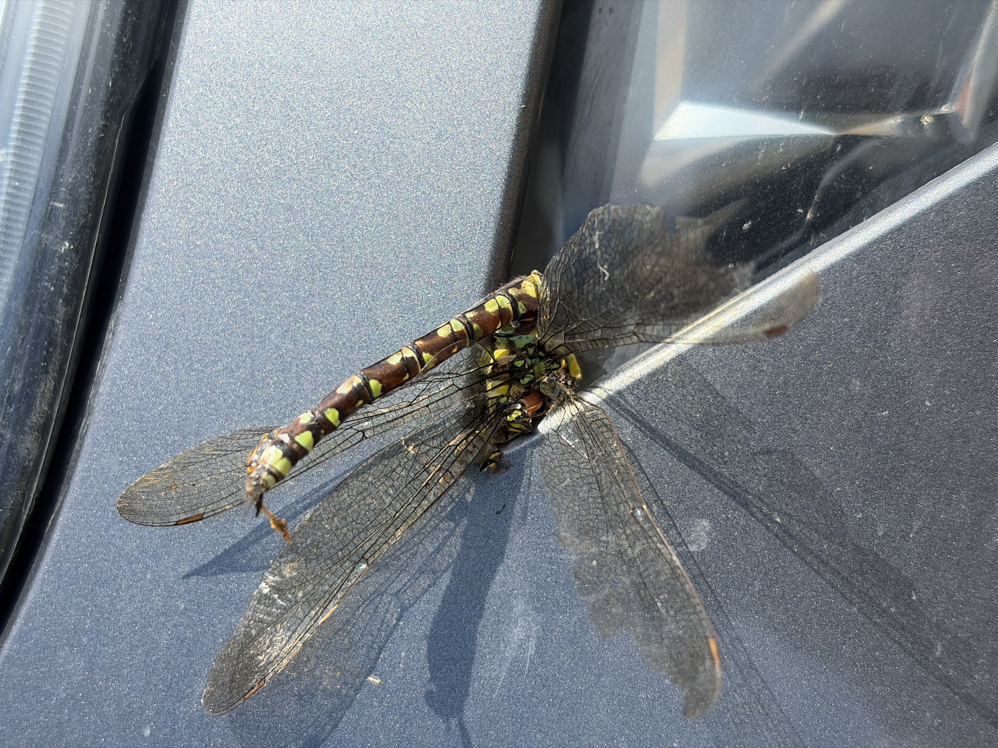 A dead dragonfly is positioned on the hood of a dark gray car. The dragonfly is a large insect with transparent, veined wings and a segmented body that is brown with yellow and green markings. Its head is visible and appears to be green with yellow accents. The car's surface is textured and shows some dust and a subtle sparkle. In the upper part of the image, a portion of the car's headlight assembly is visible, with its ribbed texture and reflective interior. The dragonfly casts a shadow on the car's surface, indicating sunlight is present. The scene appears to be outdoors, with no specific landmarks indicating the city of Kirovskoye, Russia, or any other location.