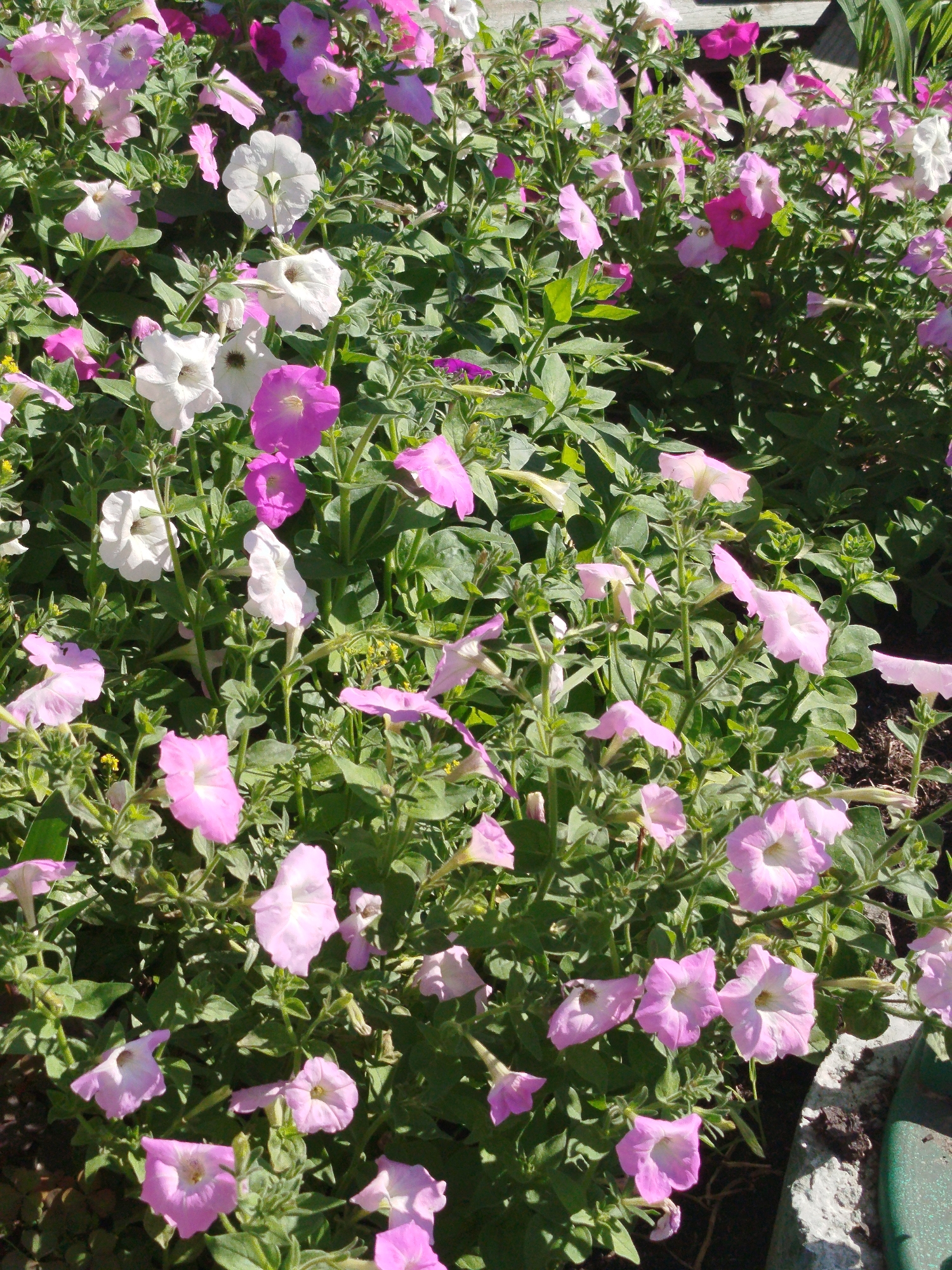 The image depicts a dense, sunlit bed of blooming petunias in various shades of pink, white, and magenta, interspersed with green foliage. The flowers are in different stages of bloom, with some fully open and others still forming buds. The perspective is from above, looking down into the flower bed, with the plants filling the entire frame. The ground beneath the flowers is dark soil, with a portion of a concrete border and a green object, possibly a planter or garden edging, visible in the lower right corner. The scene suggests a well-maintained garden or public floral display, likely in a temperate climate given the blooming flowers. There are no people or animals visible in the image. The location in Zavodoukovsk, Russia, is not visually discernible from the image itself, as it lacks specific landmarks or contextual clues.