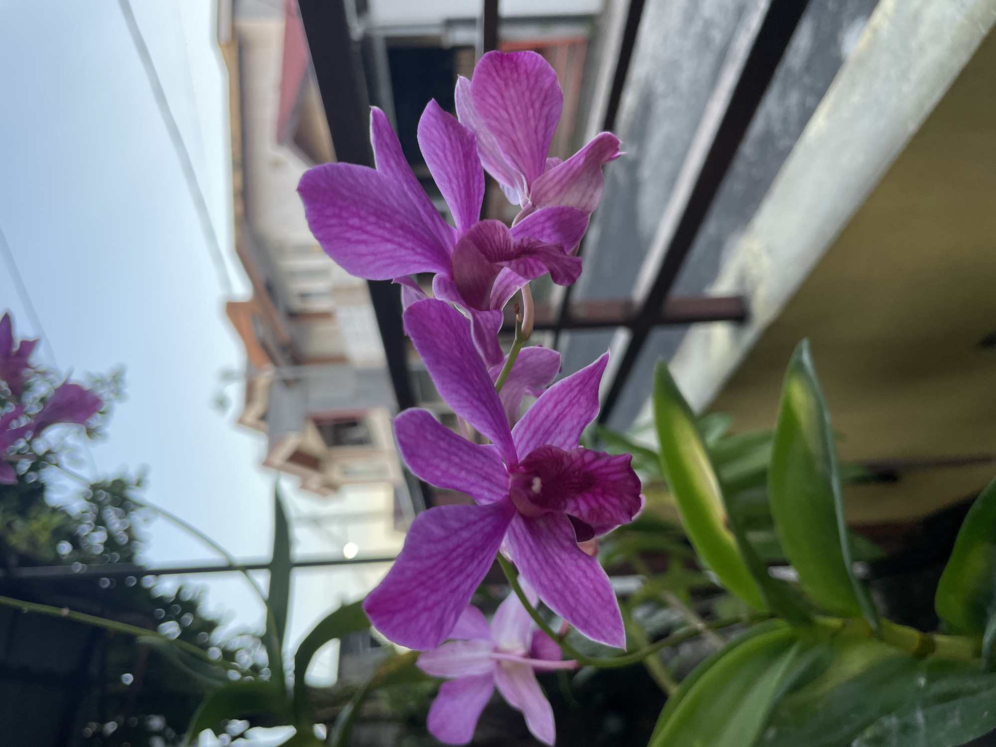 A close-up, eye-level, vertical outdoor shot features a cluster of vibrant purple orchids in focus, their delicate petals exhibiting a fine, striped pattern. The orchids are positioned to the left of the frame, with their green leaves and stems extending downwards. In the background, slightly blurred, is a residential area with buildings characterized by terracotta-tiled roofs and light-colored facades, indicative of the architecture found in Manado, Indonesia. A dark metal railing runs horizontally across the mid-ground, separating the orchids from the street and buildings. The sky above is a pale blue, suggesting it is either early morning or late afternoon. The scene depicts a tranquil moment in an urban environment, highlighting the beauty of nature amidst a residential setting.