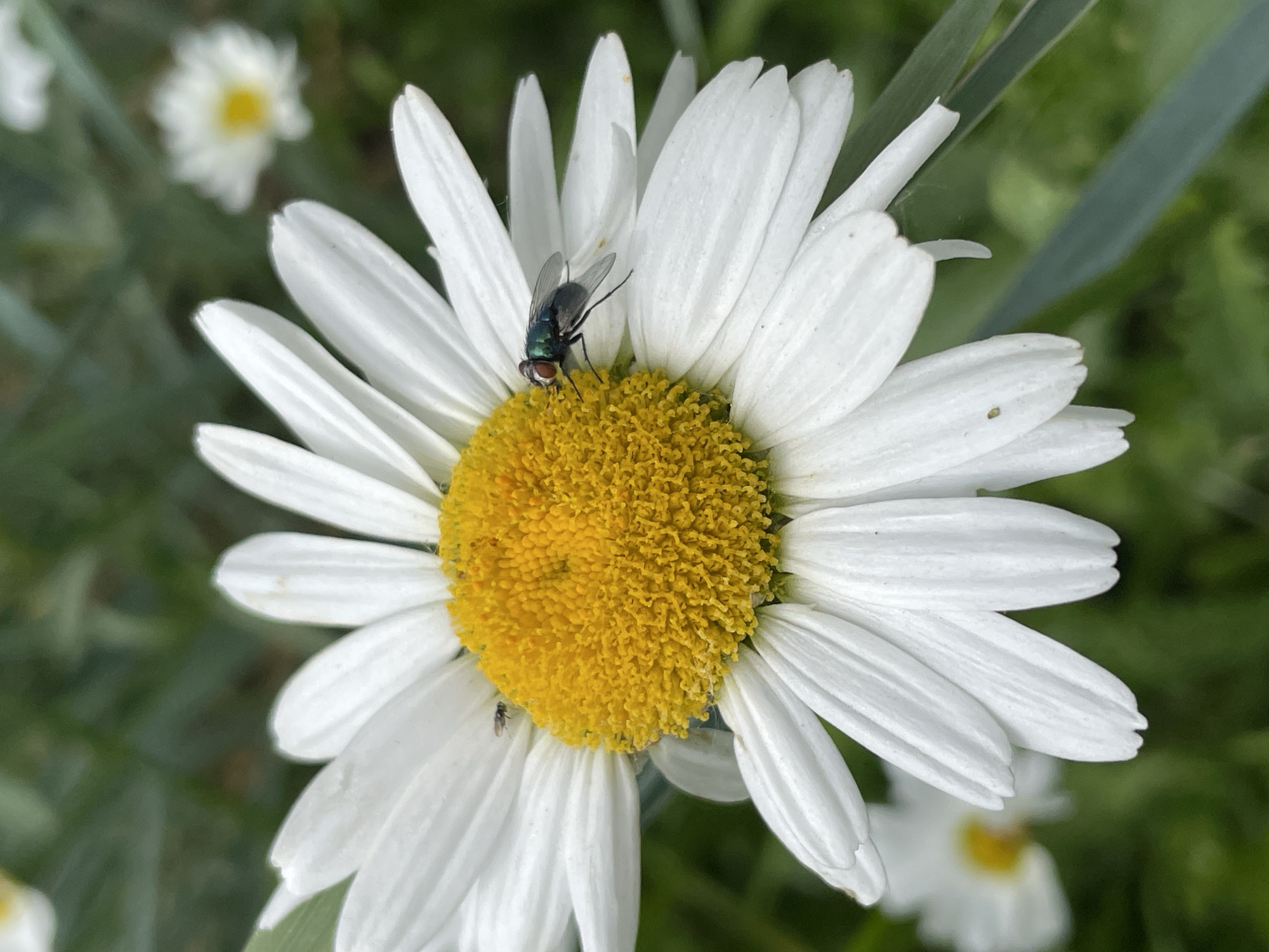 A close-up shot of a white daisy flower in full bloom, centered in the frame. The daisy's bright yellow stamen is covered with tiny florets, and a single iridescent green fly is perched on the stamen, facing right. Another tiny dark insect is visible on a white petal to the left. The background is a soft blur of green foliage and a hint of another out-of-focus white flower. The image has a shallow depth of field, with the fly and the foreground daisy in sharp focus. This scene is set in a garden, potentially in Izhevsk, Russia, judging by the context provided.