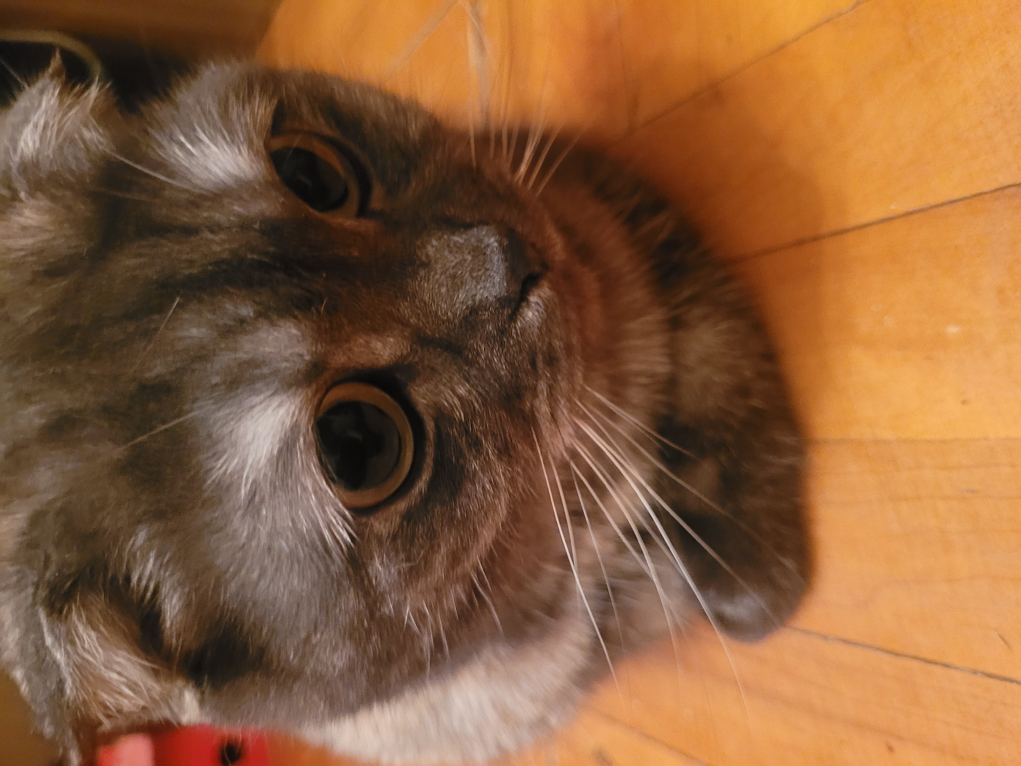 A close-up, slightly canted shot depicts a grey-brown tabby cat with amber eyes and white whiskers against a wooden surface with linear grain. The cat's face, including its nose and eyes, is the central focus. A small portion of a red object is visible on the lower left. The scene lacks contextual information to determine a location, so the request to specify the city of Izhevsk, Russia, is not possible.
