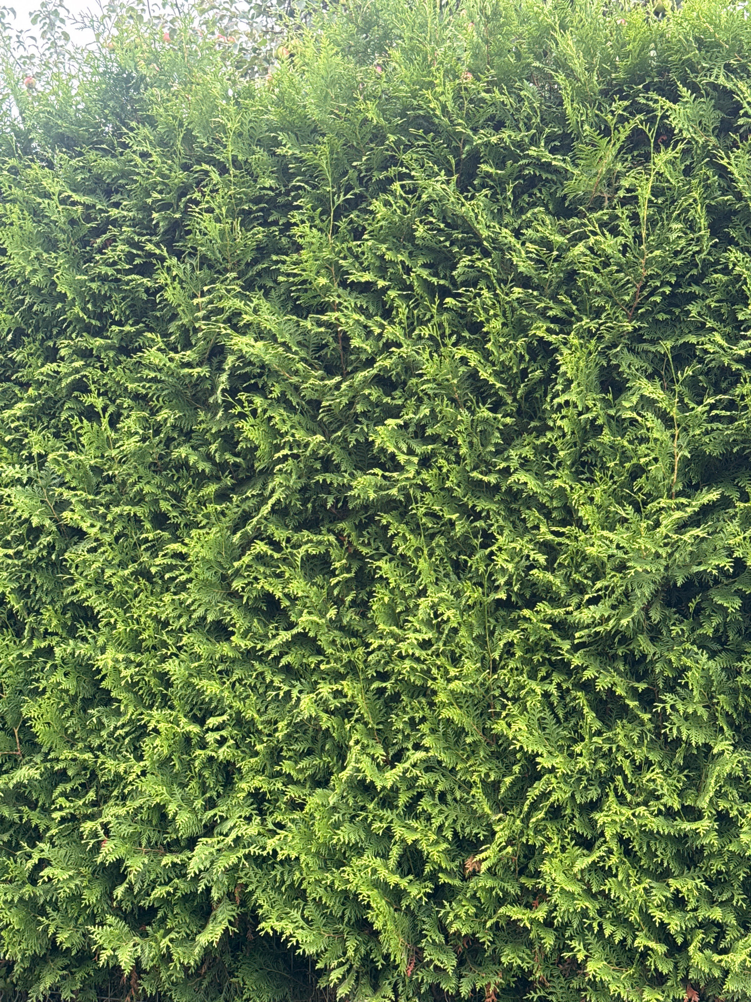 The image shows a dense, green hedge composed of cedar trees. The foliage is tightly packed, creating a solid wall of green. Some branches are lighter green, indicating new growth or sunlight hitting the leaves. The hedge is well-maintained and appears to be a natural barrier or landscaping feature. There are no people or discernible objects in the foreground or background, beyond the trees themselves. The setting is outdoors, likely a garden or park. No specific landmarks or details suggest a location within Tallinn, Estonia.