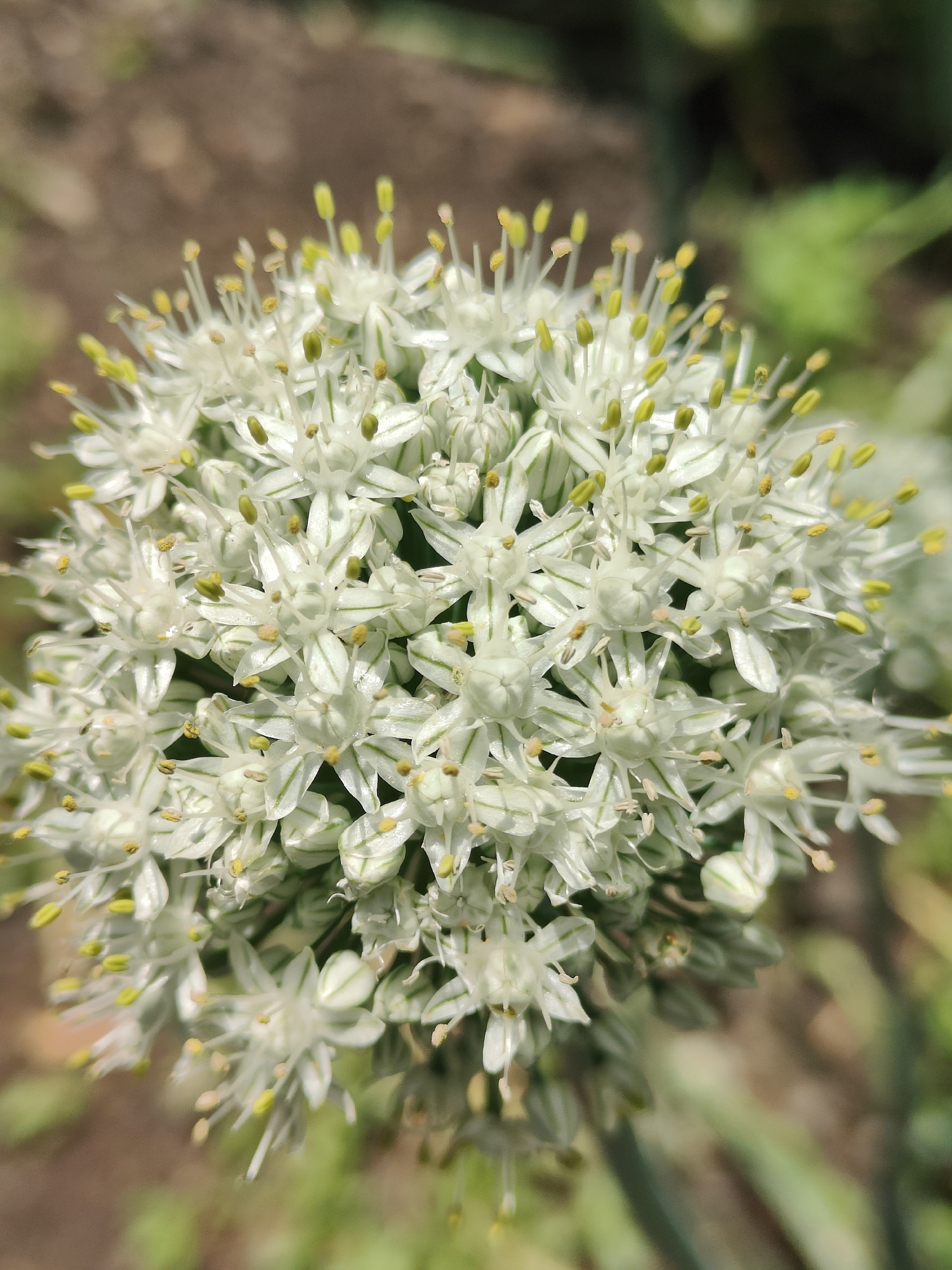 The image is a close-up, vertical shot of a cluster of small, star-shaped white flowers with green stripes. The flowers have prominent yellow stamens. The background is blurred, showing earthy brown tones and out-of-focus green foliage, suggesting an outdoor, natural setting. There is no indication of the city of Kryvyi Rih, Ukraine, within the image itself. The focus is entirely on the botanical details of the flowers.