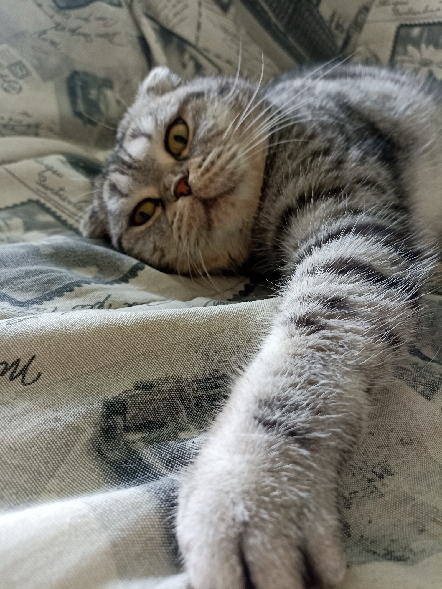 An indoor, close-up, eye-level shot captures a Scottish Fold cat with striking yellow eyes lying on a patterned fabric surface. The cat is grey and black tabby, with its head tilted to the left and its right paw extended towards the viewer. The fabric appears to be a light-colored material with a repeating pattern of what look like postage stamps or similar graphic elements in darker tones. The lighting is soft, suggesting it is natural light coming from a nearby window. The image is focused on the cat, with the background fabric showing a slightly blurred texture. There is no indication of a specific location in Novosibirsk, Russia; the scene is entirely domestic and lacks any identifiable external markers.