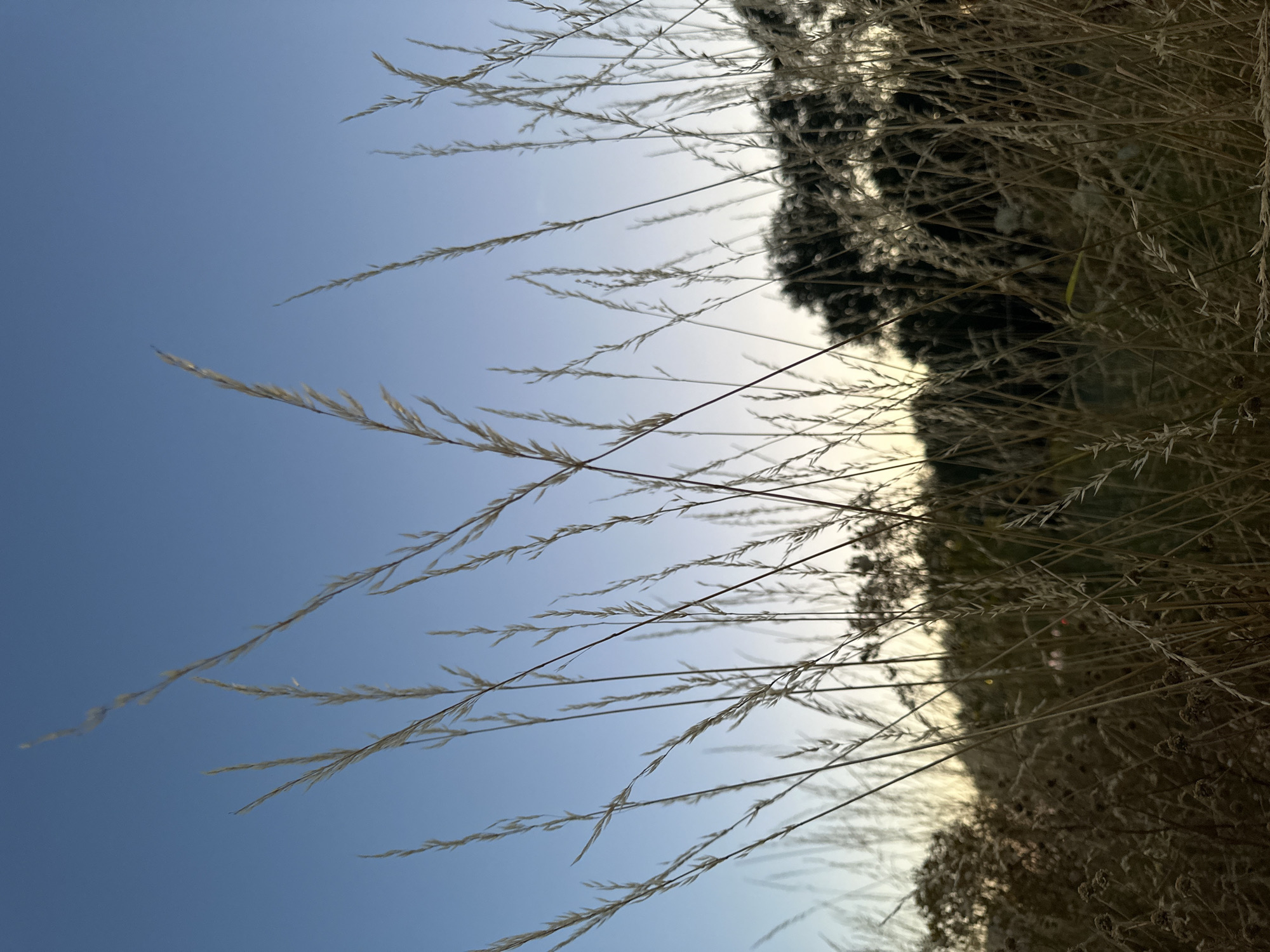 This is a photograph of dry grass stalks silhouetted against a gradient sky transitioning from a deep blue at the top to a pale yellow near the horizon. The perspective is from low to the ground, looking up through the grass. In the background, a dark line of trees or bushes is visible. The lighting suggests either dawn or dusk. The image does not contain any people or specific identifiable landmarks. It appears to be an outdoor scene in a natural or semi-natural environment. No specific location in Krefeld, Germany can be identified from the image.