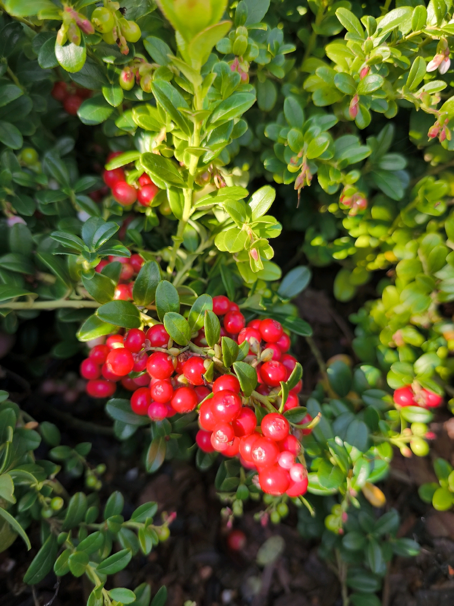 A close-up, eye-level, outdoor shot features a cluster of ripe, red lingonberries on a branch. The berries are small and round, with a glossy sheen, and are densely packed together. They are surrounded by the plant's green leaves, some of which are tinged with sunlight, creating a dappled effect. The background is blurred, suggesting a natural setting with dark soil and more green foliage. The image is sharp and well-lit, highlighting the texture and vibrant color of the berries. There are no people, animals, or man-made objects visible in the scene. The location is described as Vyshegorod, Russia.