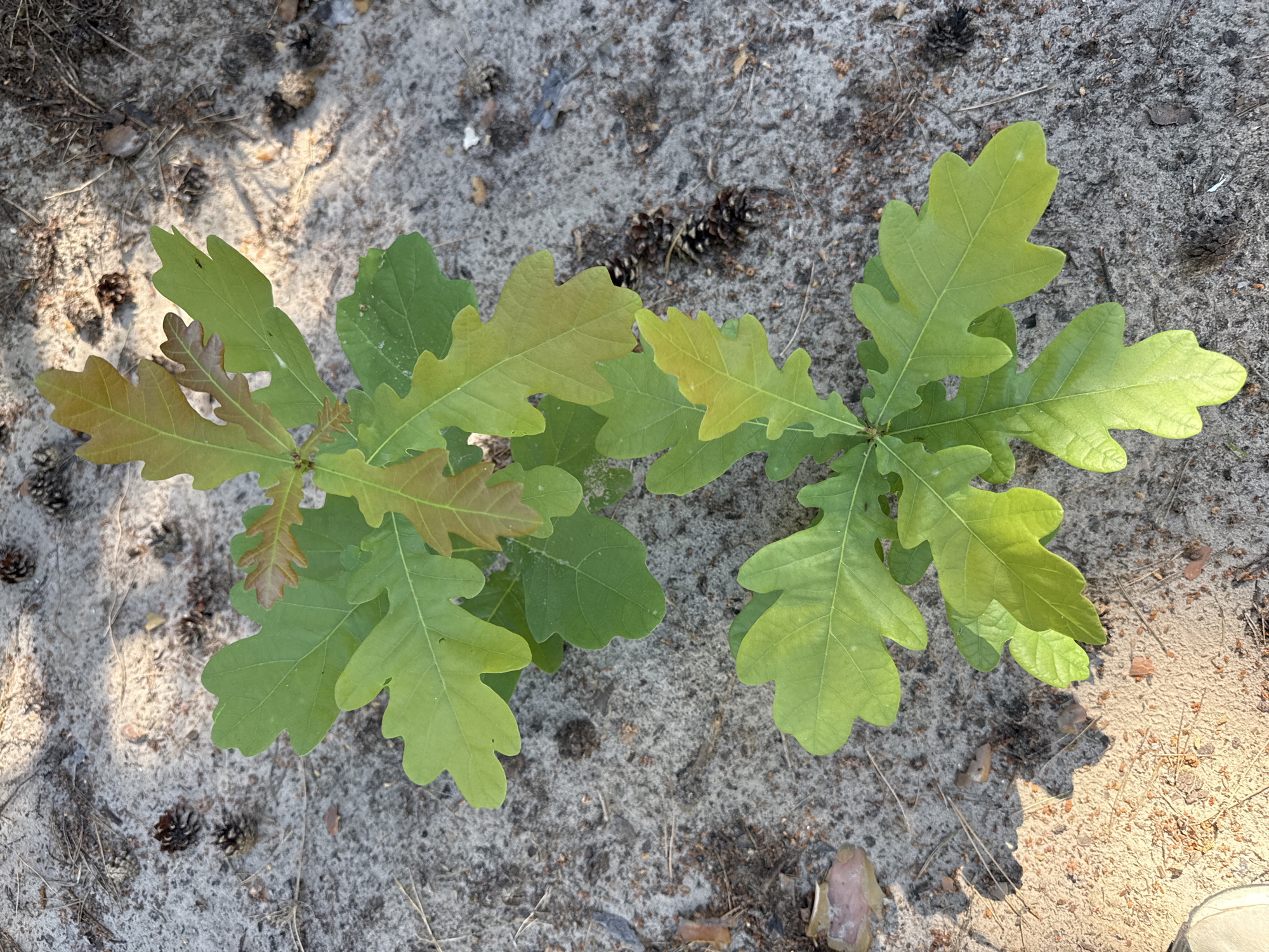 In Korobivka, Ukraine, a close-up, top-down shot captures two young oak saplings growing in sandy soil littered with pinecones and dry pine needles. The saplings, with their distinctive lobed leaves, exhibit a gradient of green and brown hues, indicating new growth and possibly some early stages of autumn. One sapling appears slightly larger and more established than the other. The ground is textured with sand, creating dappled shadows from unseen light sources, suggesting an outdoor, possibly wooded, environment. The scene is devoid of human presence or any visible human activity.