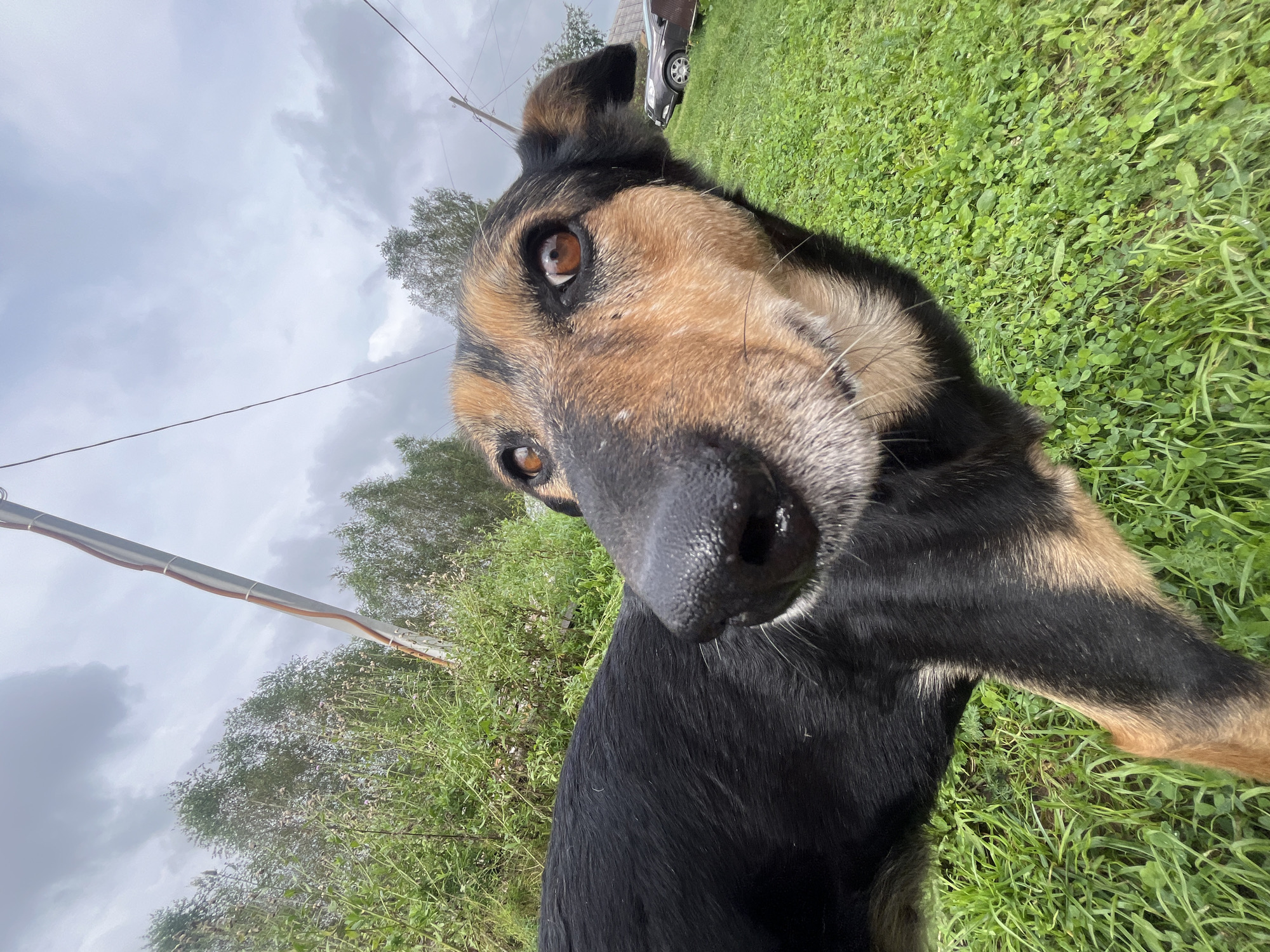 A close-up, low-angle shot shows a medium-sized dog with black and tan fur in an outdoor, grassy area. The dog's head is turned towards the camera, with its large, brown eyes and black nose in sharp focus. Its mouth is slightly open, revealing a hint of its teeth. The dog's body extends out of frame to the left. In the background, there is lush green grass, various plants and trees, and a cloudy sky. To the right, a utility pole with wires and two parked cars are visible, suggesting a rural or suburban setting. The overall scene is natural and unposed. The location is identified as Nizhny Tagil, Russia.