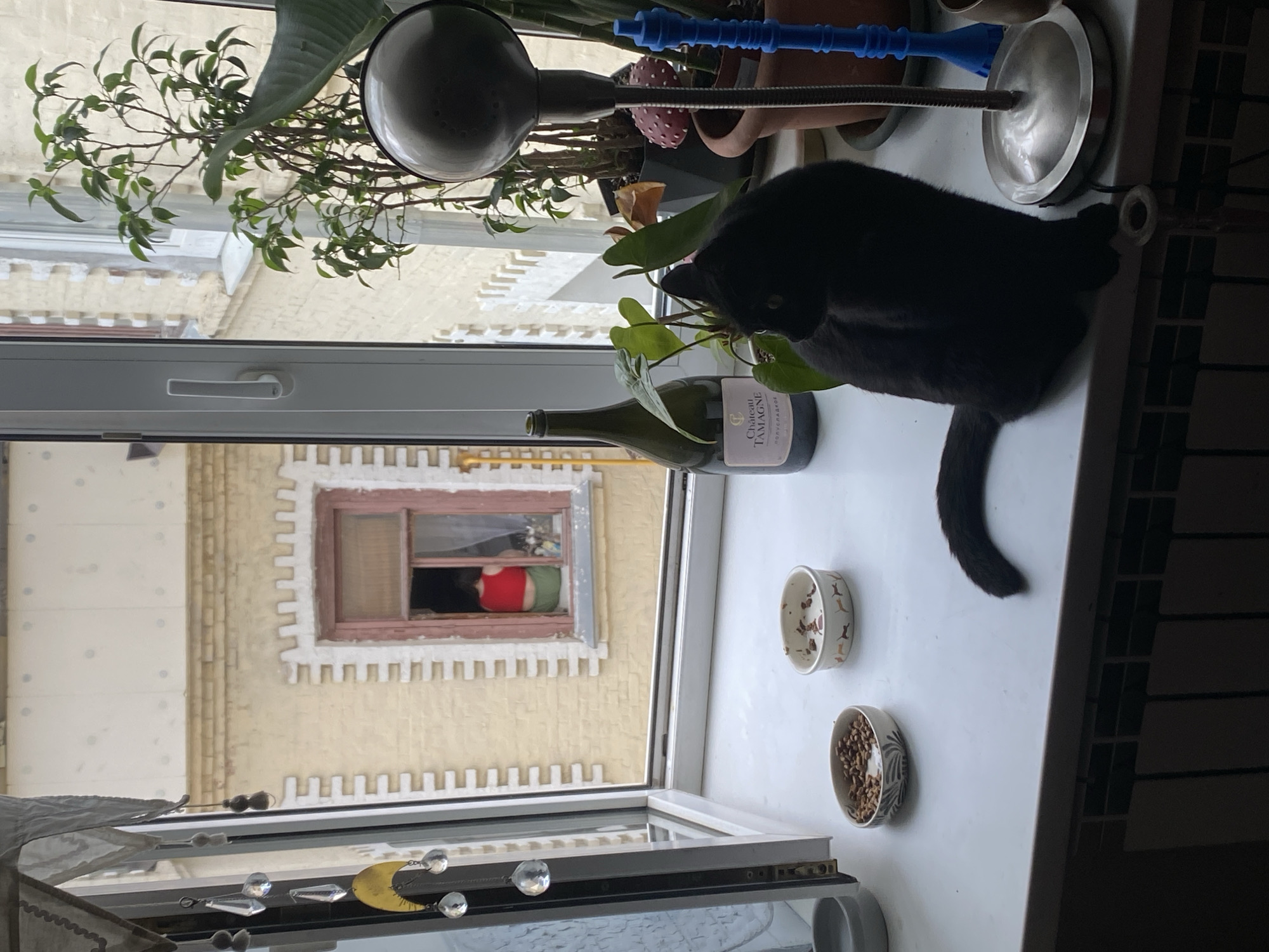 A black cat sits on a windowsill next to a bottle of Chateau Tamagne wine, houseplants, a desk lamp, and two pet food bowls. Outside the window, a building with a white facade and yellow brickwork is visible. A person wearing a red shirt can be seen in an open window of the building. The location is Moscow, Russia.