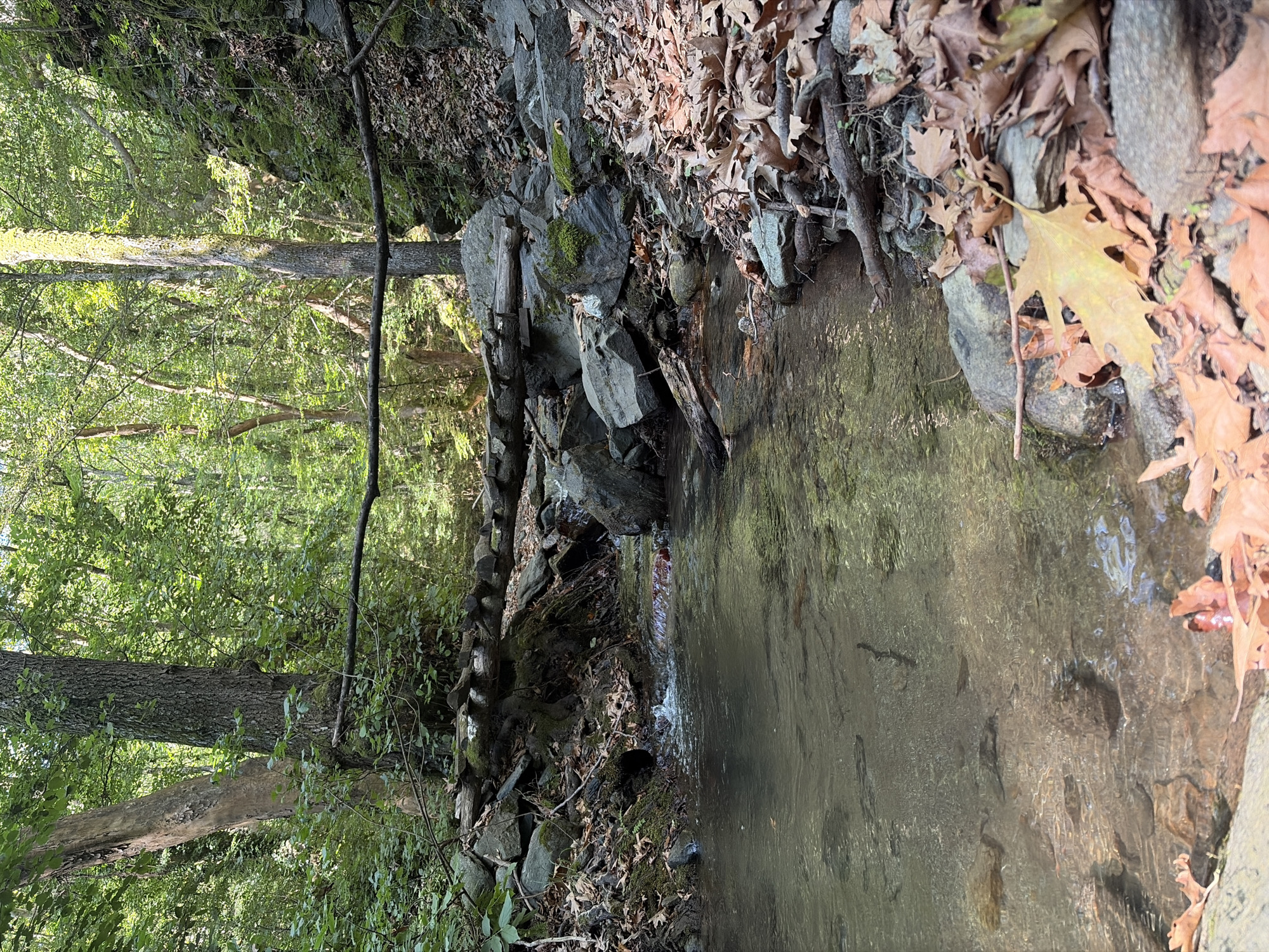 The image depicts a forest scene with a small stream flowing through it. A makeshift bridge constructed from logs spans the stream in the mid-ground. The banks of the stream are lined with rocks and fallen leaves. Lush green foliage, including trees and undergrowth, dominates the background, suggesting a natural, undeveloped environment. The lighting indicates it is daytime, with sunlight filtering through the leaves. The specific location in Samuilovo, Bulgaria, is not discernible from the visual information presented. There are no people or animals visible in the image.
